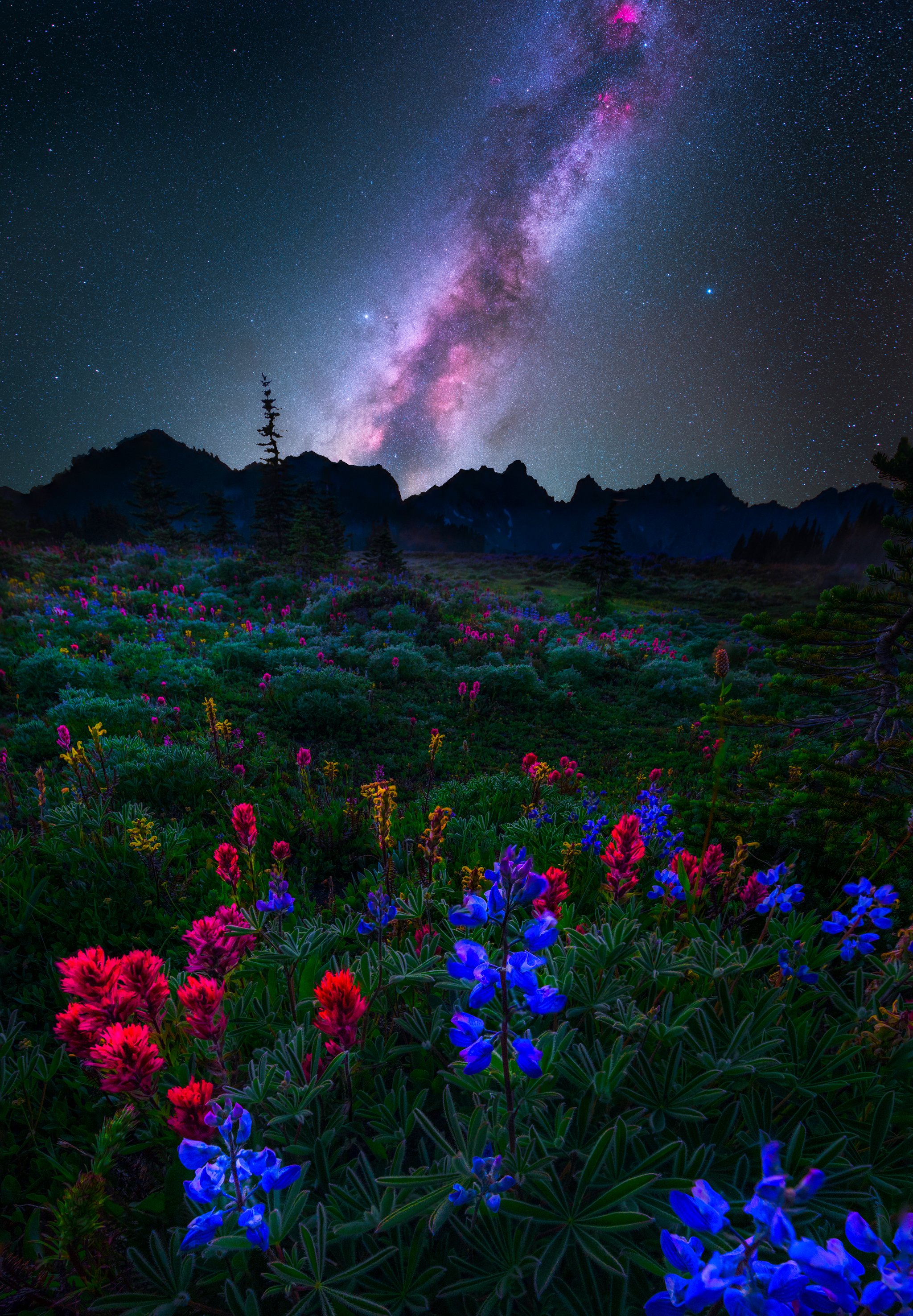 rainier-spray-starflower-dreams.jpg
