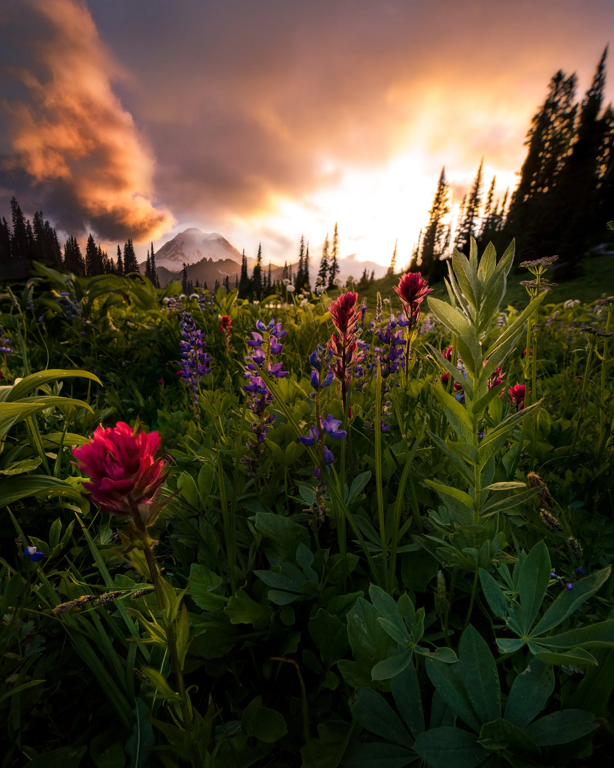 Tipsoo-Lake-Flowers.WEB.jpg
