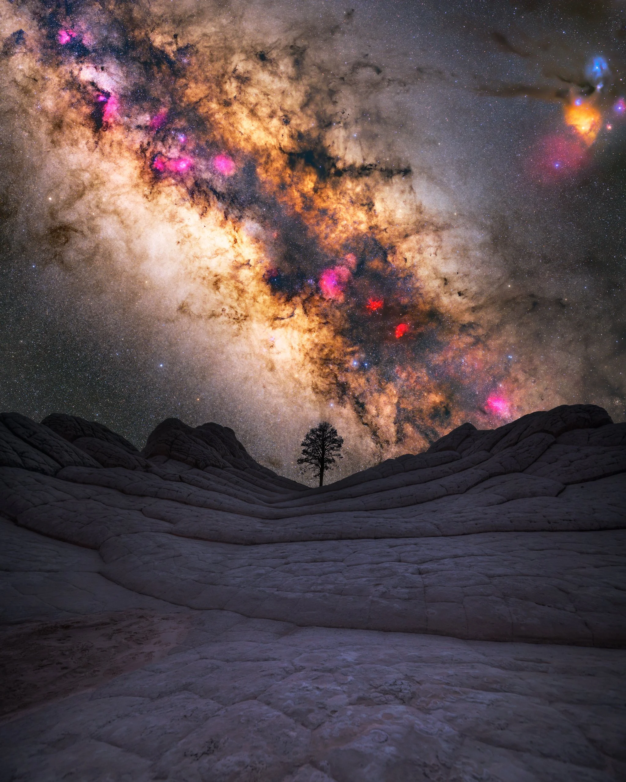 white pocket tree milky.jpg