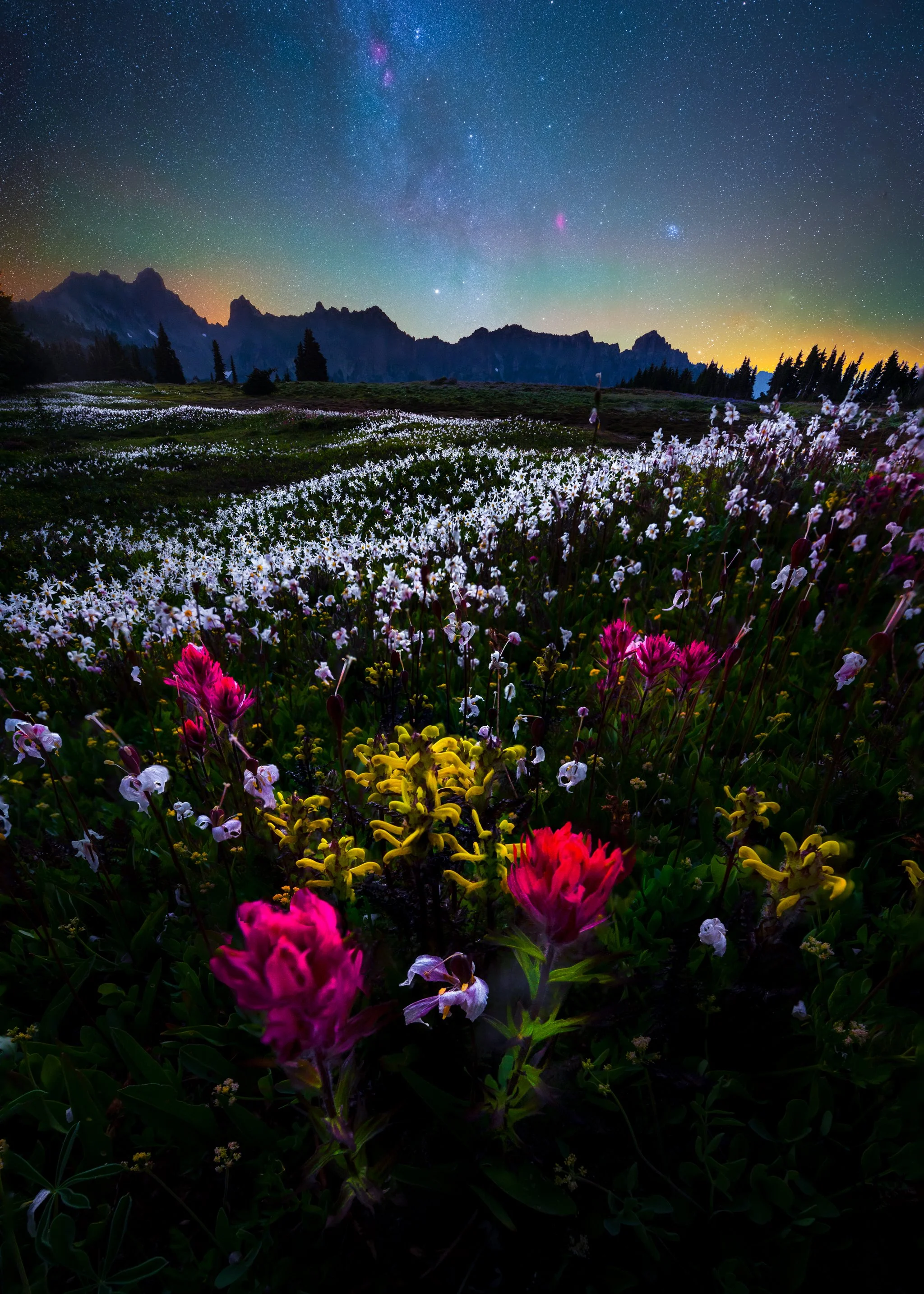 rainier-spray-park-star-flowers.jpg