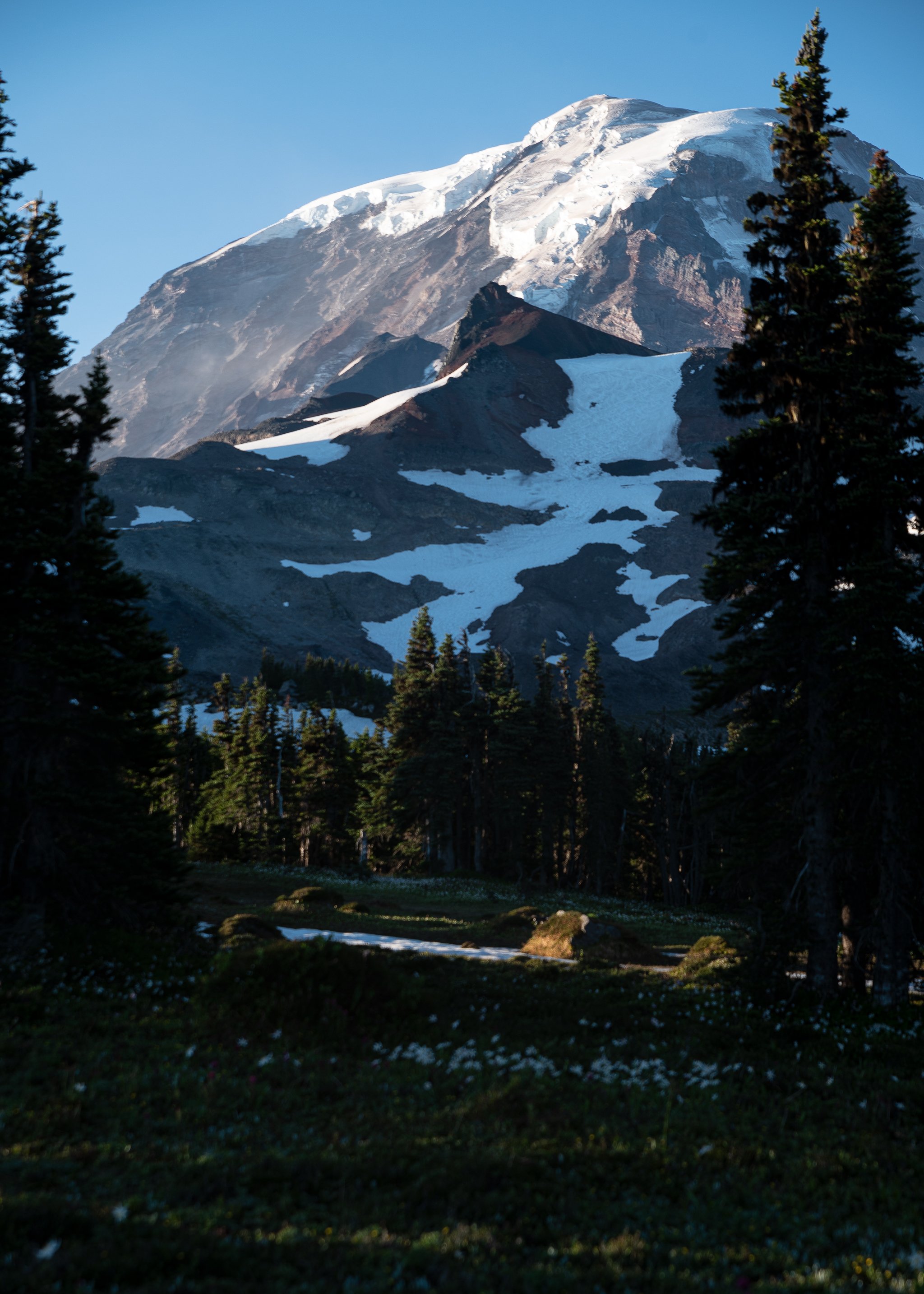 mt-rainier-through-the-trees.jpg
