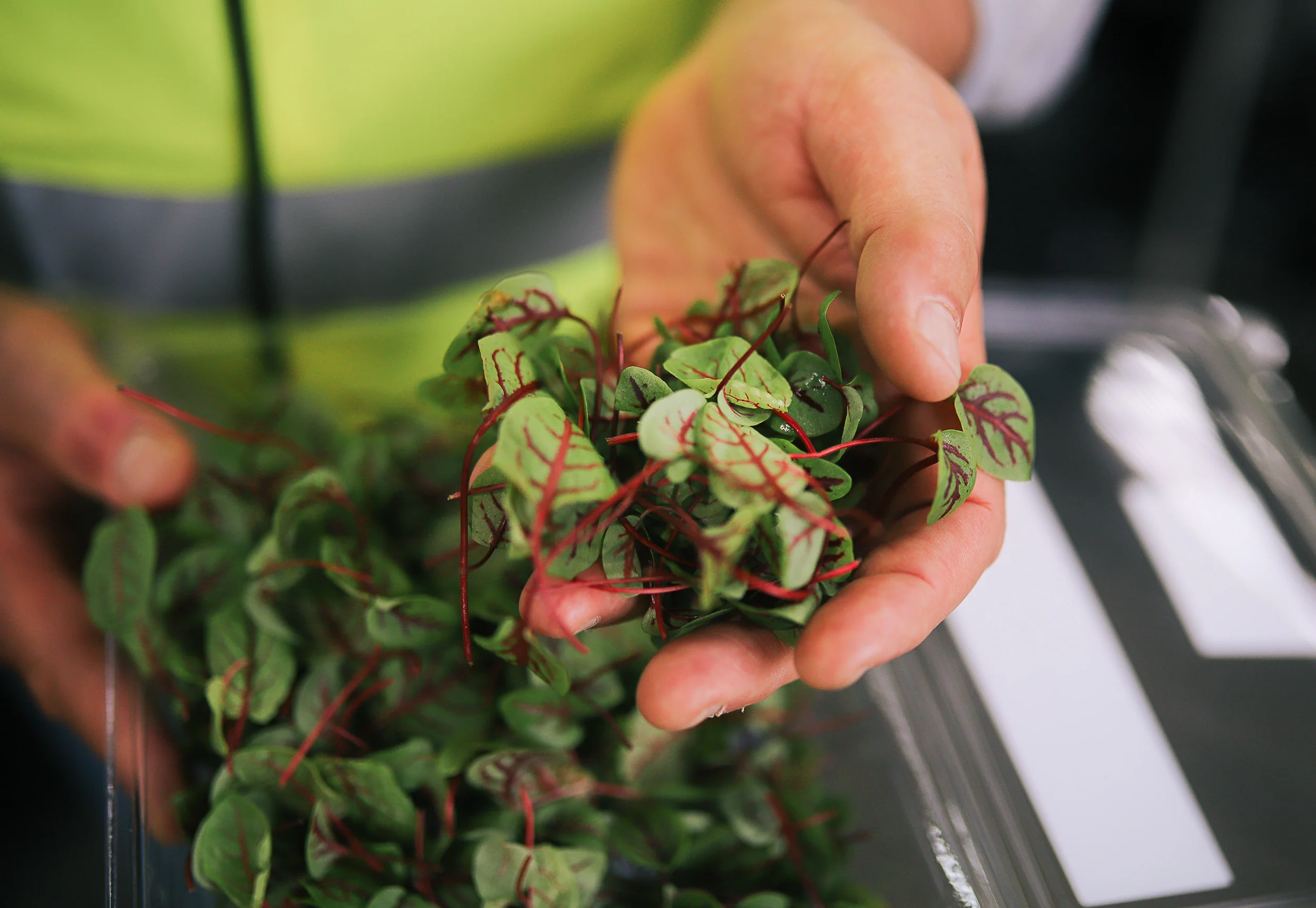 RED VEIN SORREL | PETITE BOUCHE PRODUCE