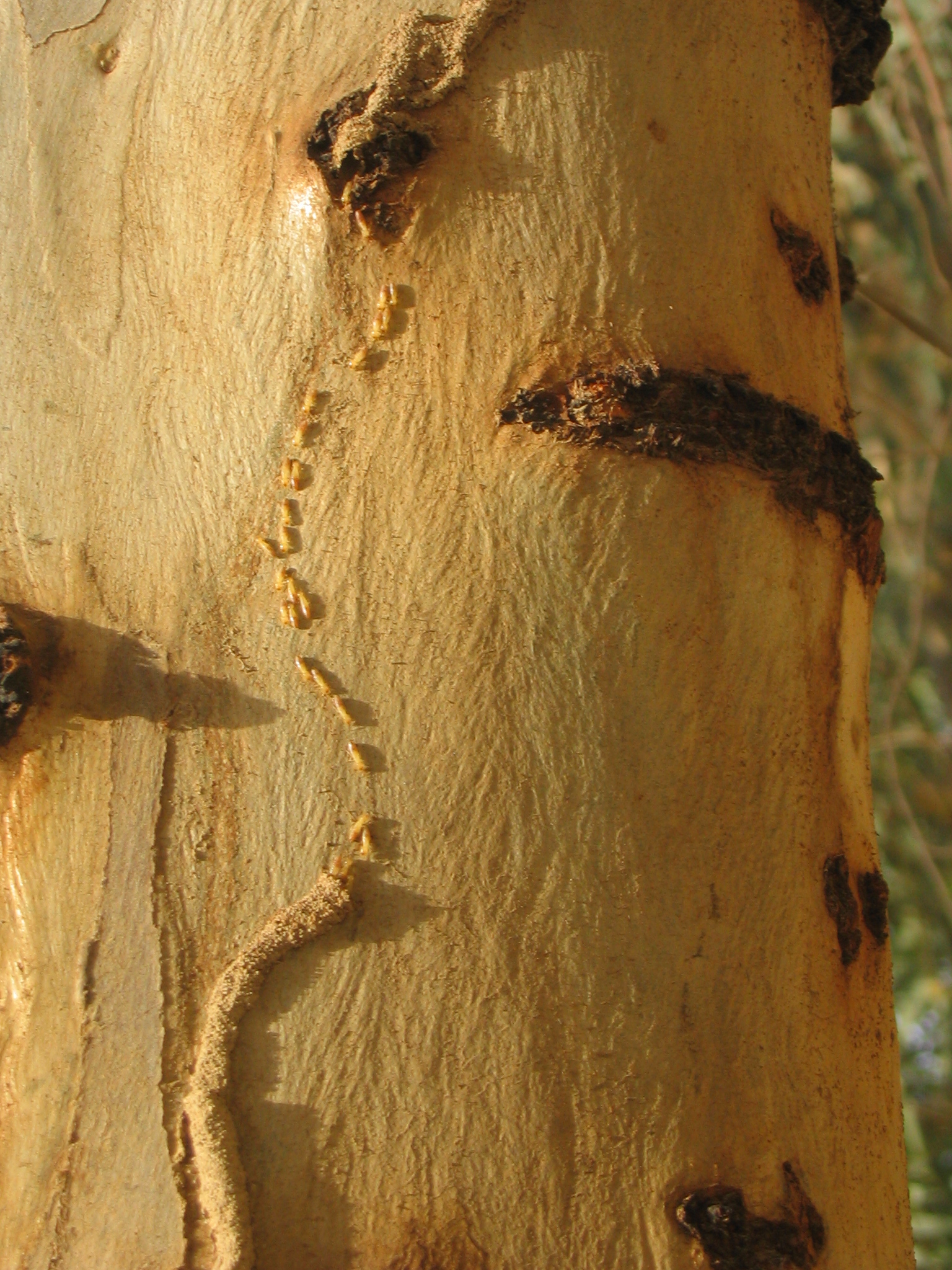 Termites on Eucalyptus Tree.JPG