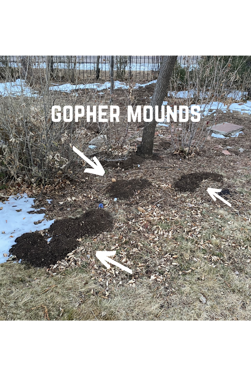 Gopher Mounds