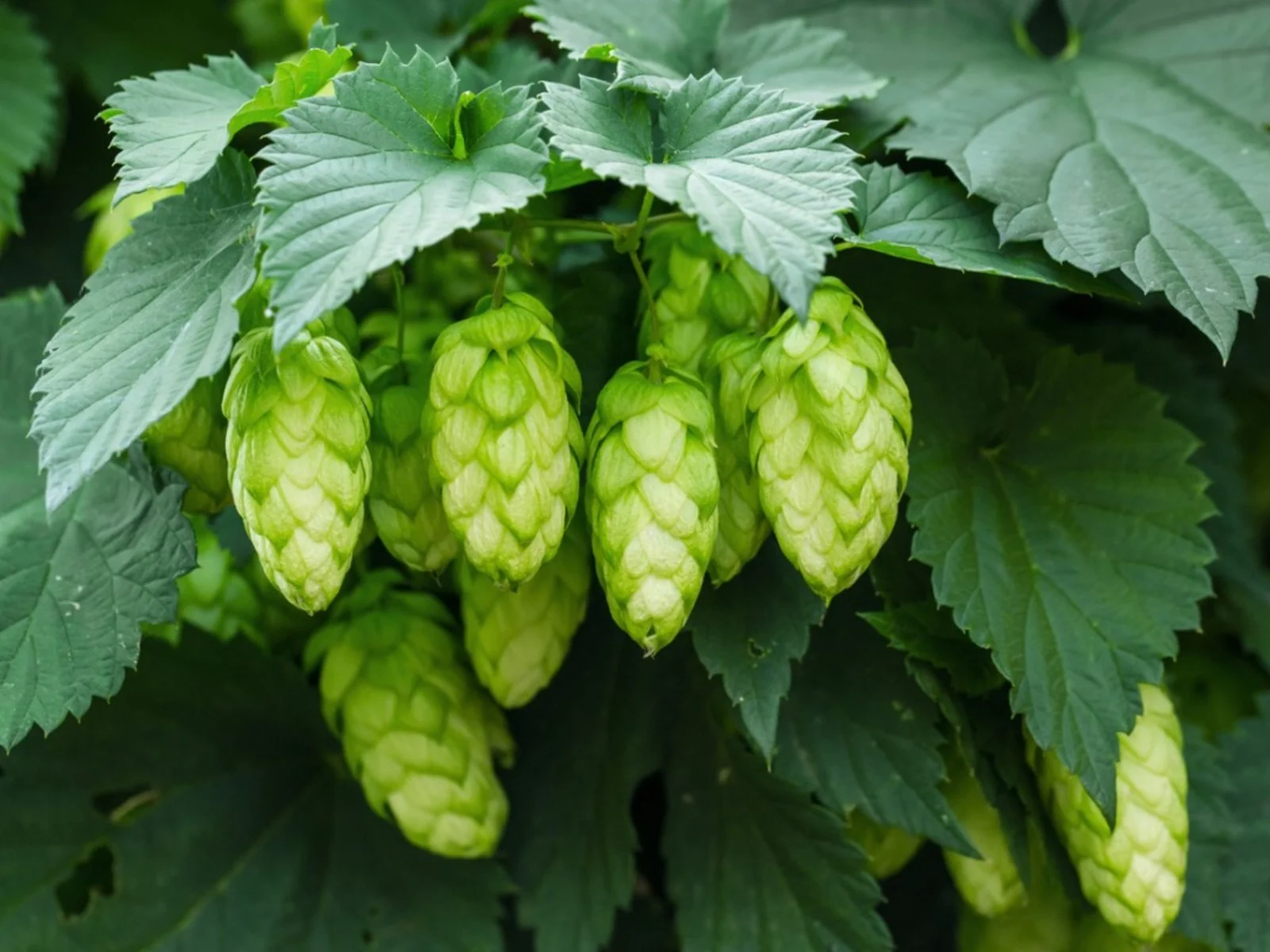 Pre-treating garden pests