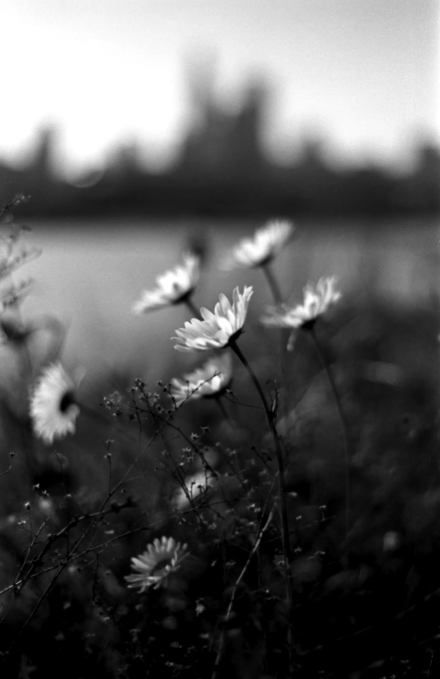 nf90x_agfa2516_033.jpg