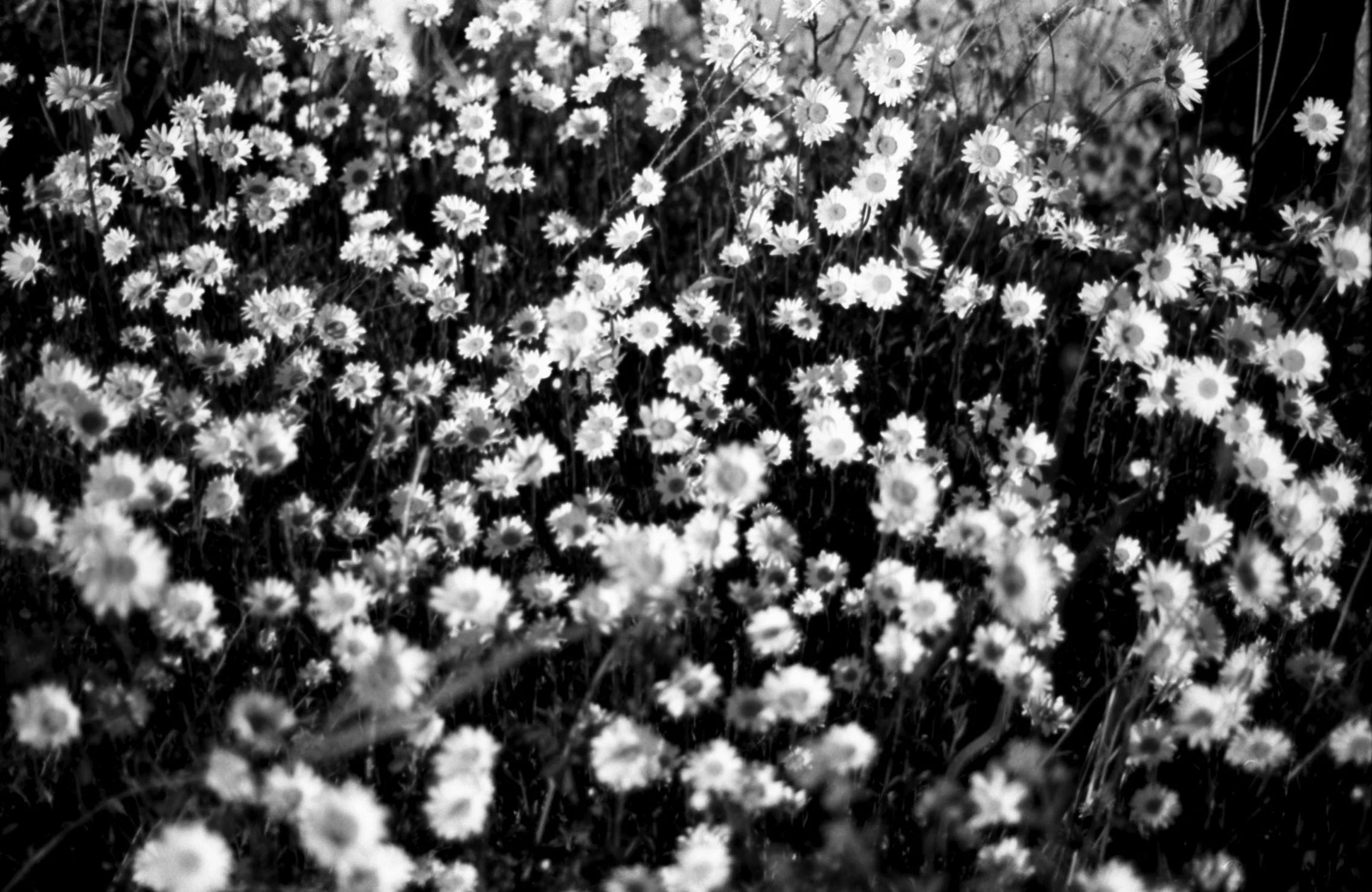 nf90x_agfa2516_034.jpg