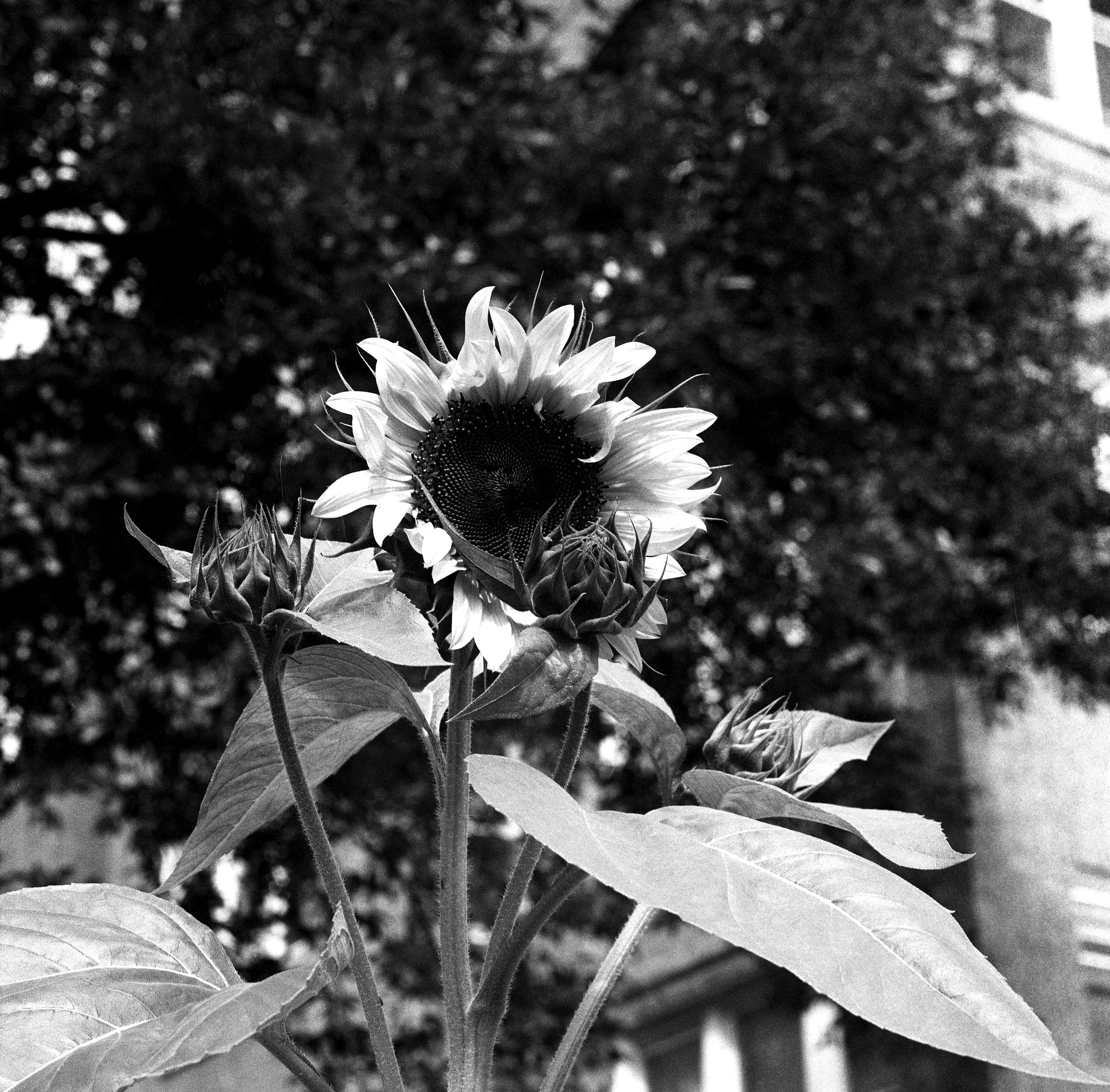 hssy_ilfhp5jr_001 copy.jpg