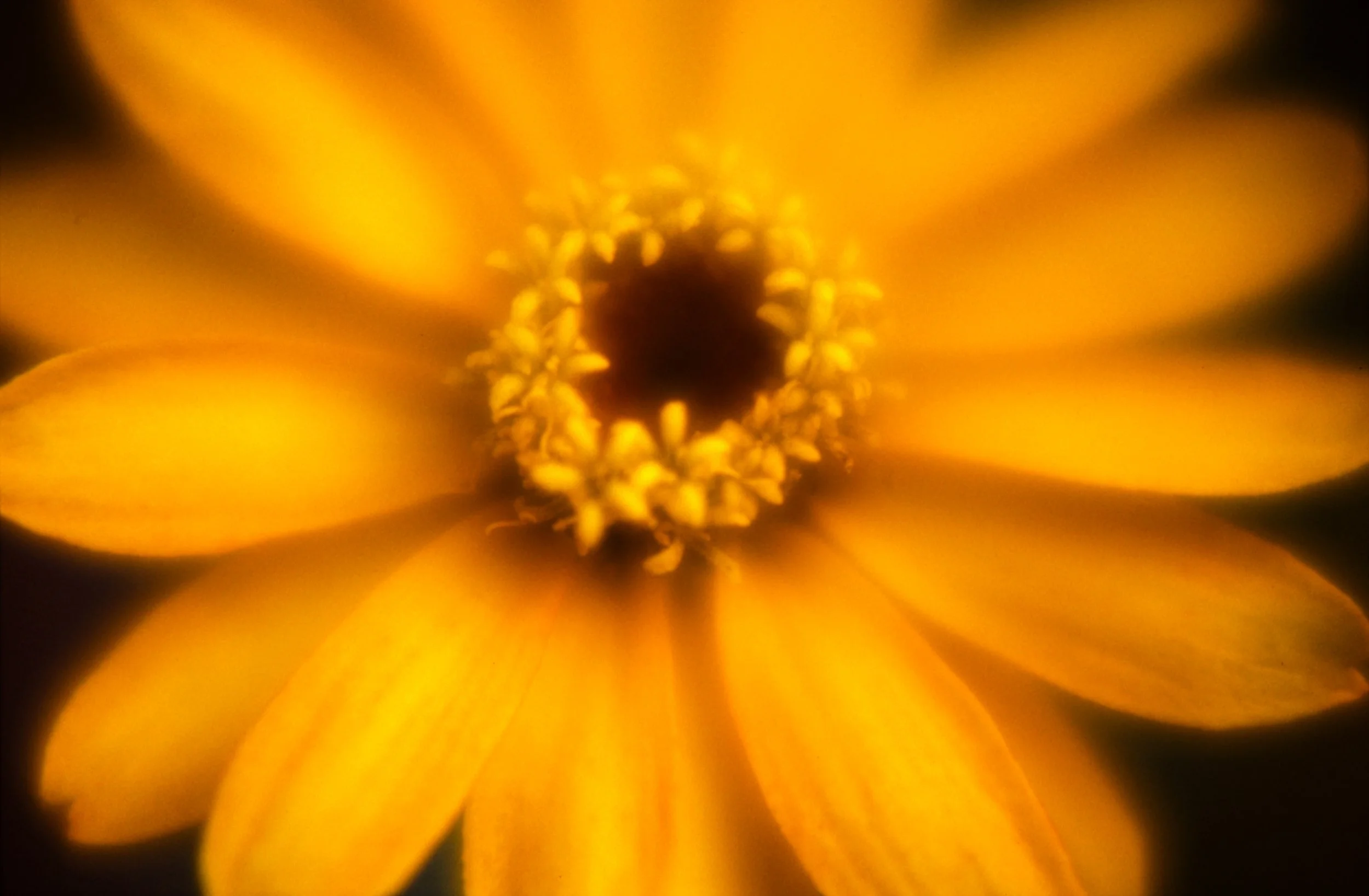 c10s_p100f_dc_036.jpg