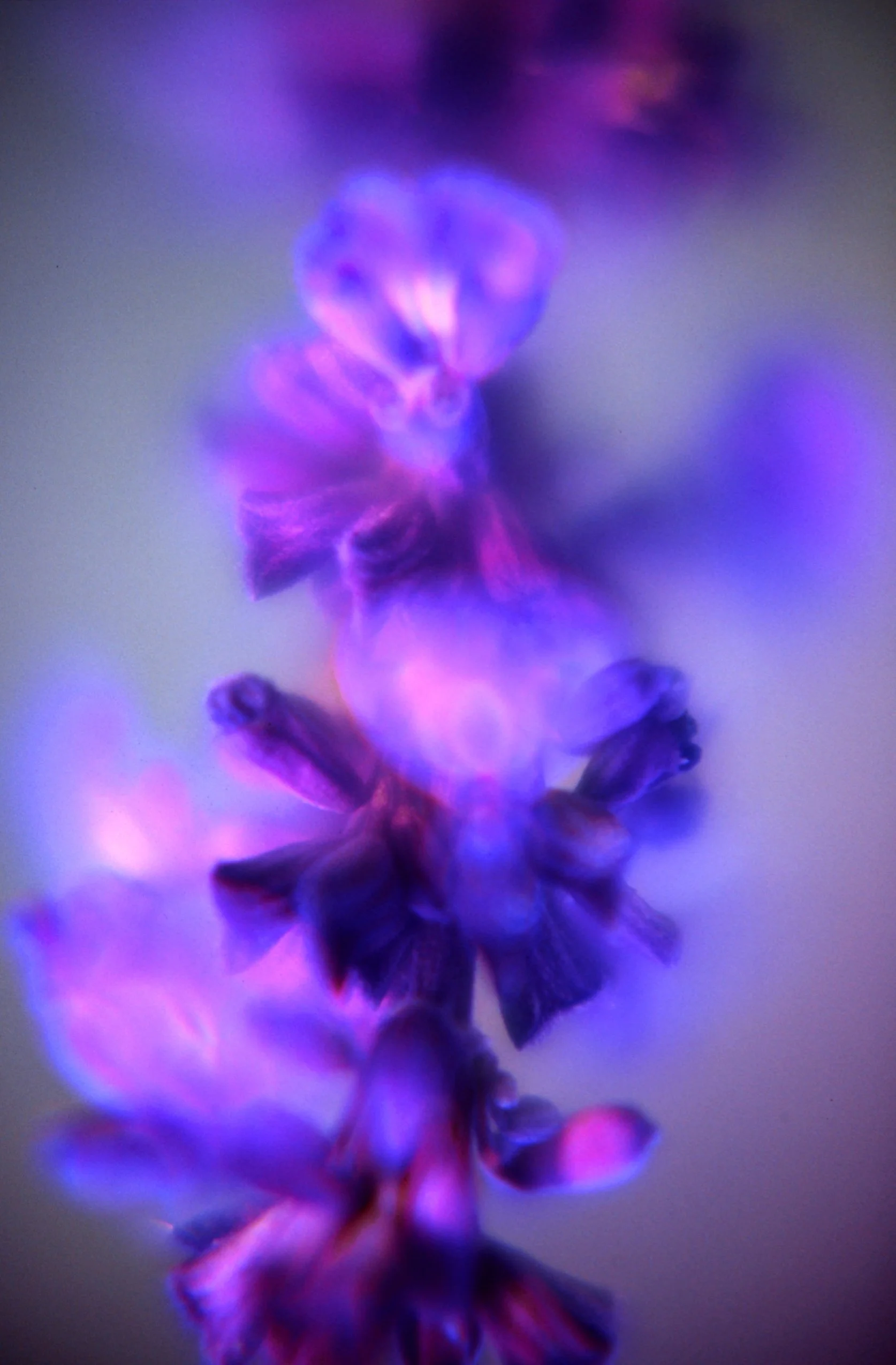 c10s_p100f_dc_035.jpg