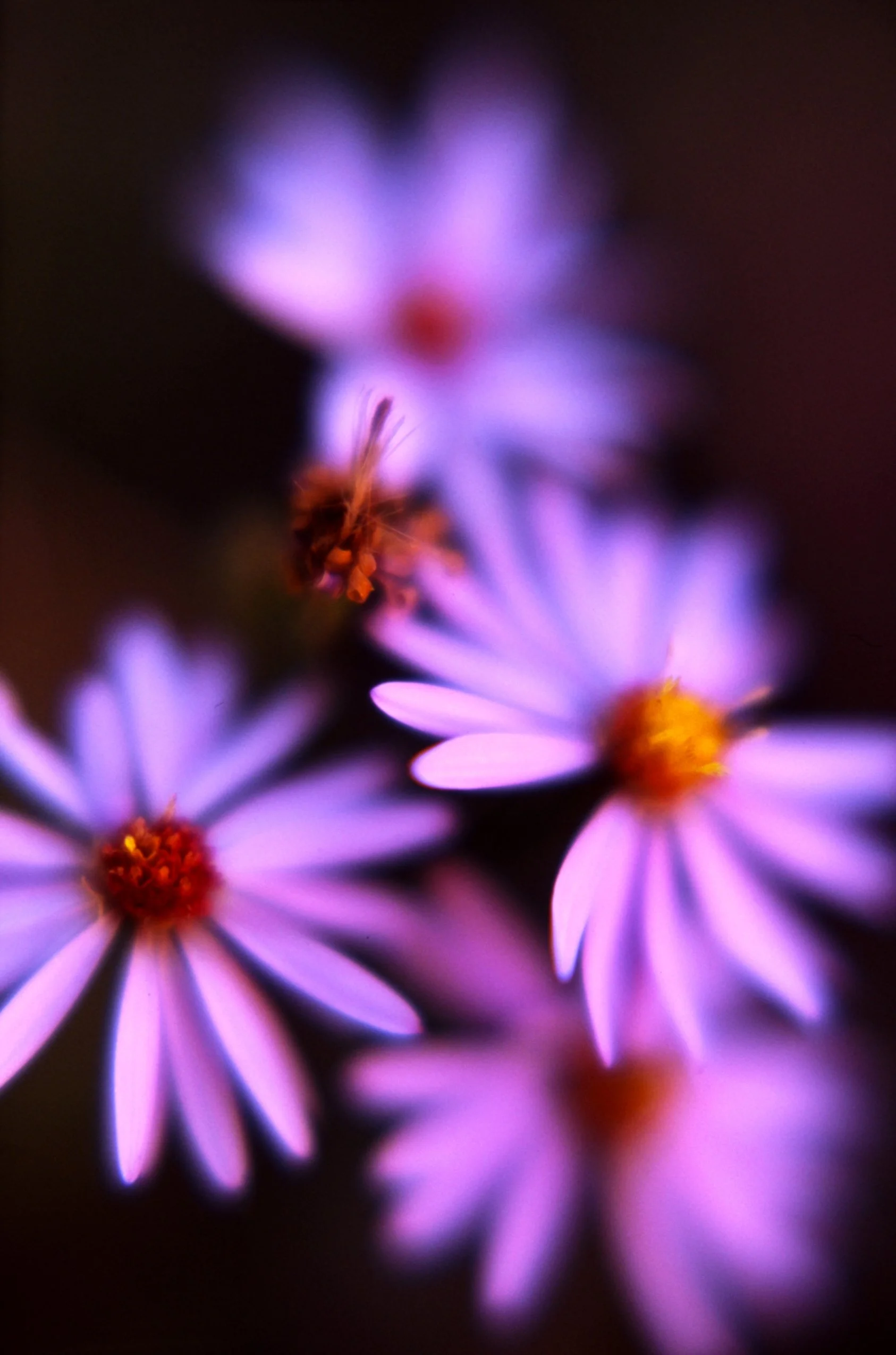 c10s_p100f_dc_012.jpg