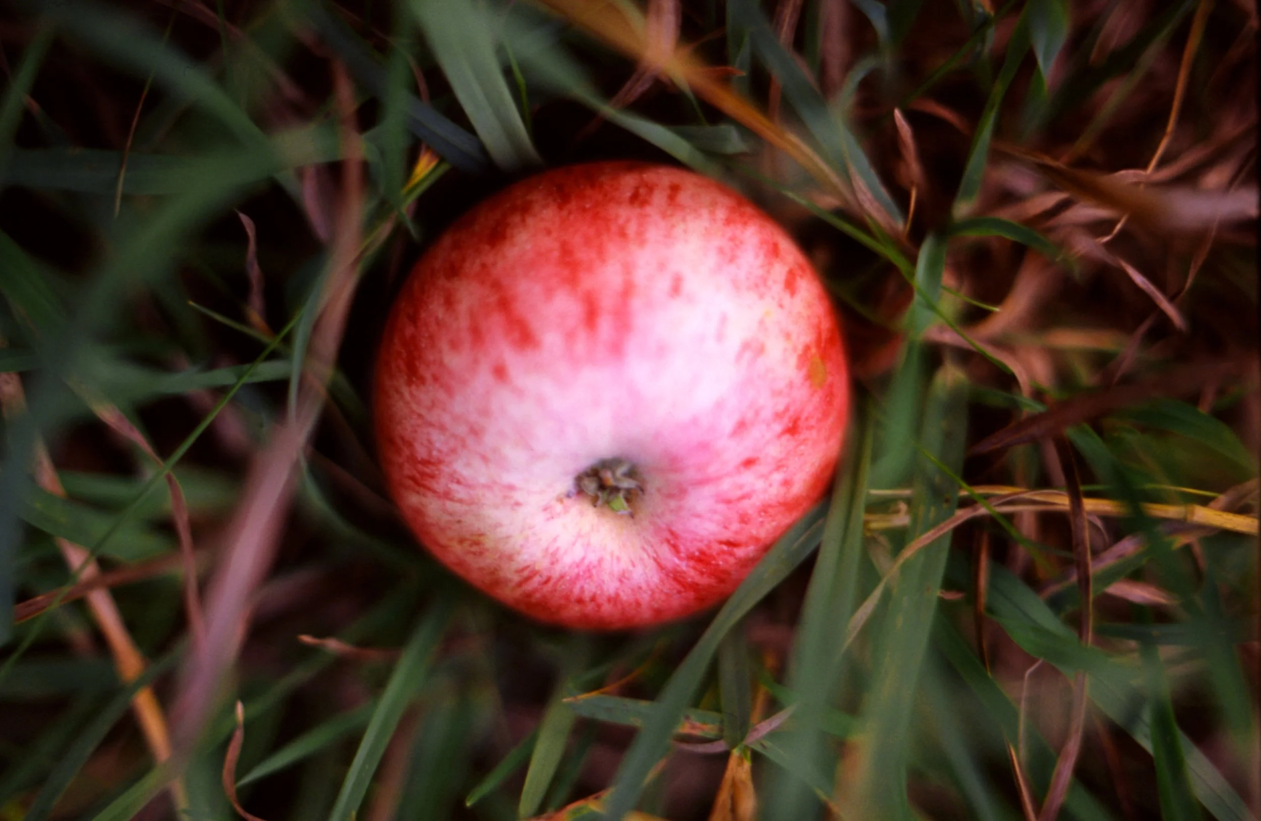 c10s_p100f_dc_015.jpg