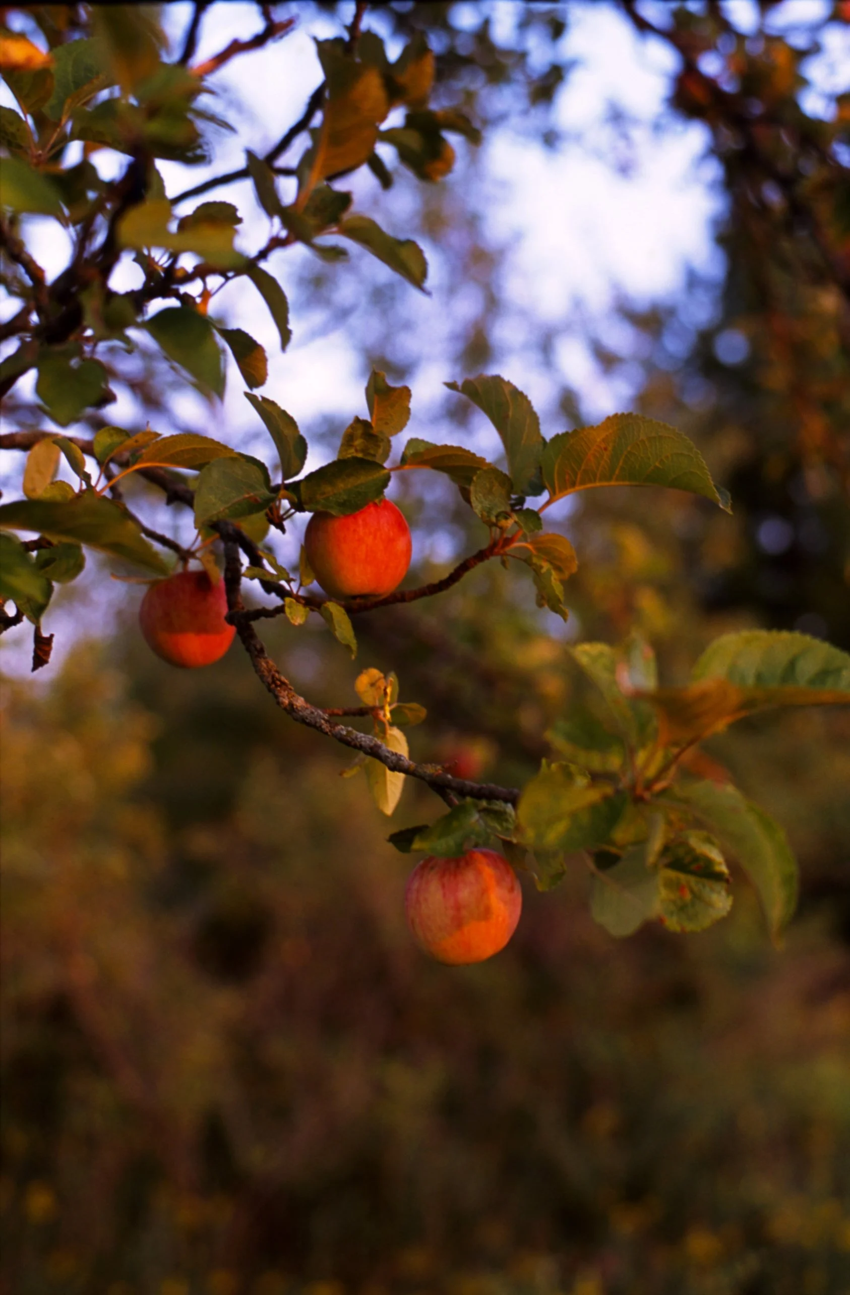 c10s_p100f_dc_011.jpg