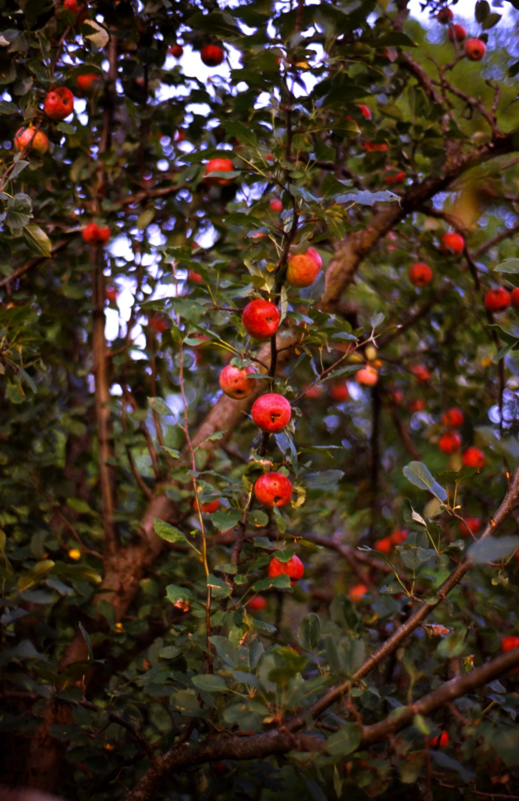 c10s_p100f_dc_014.jpg