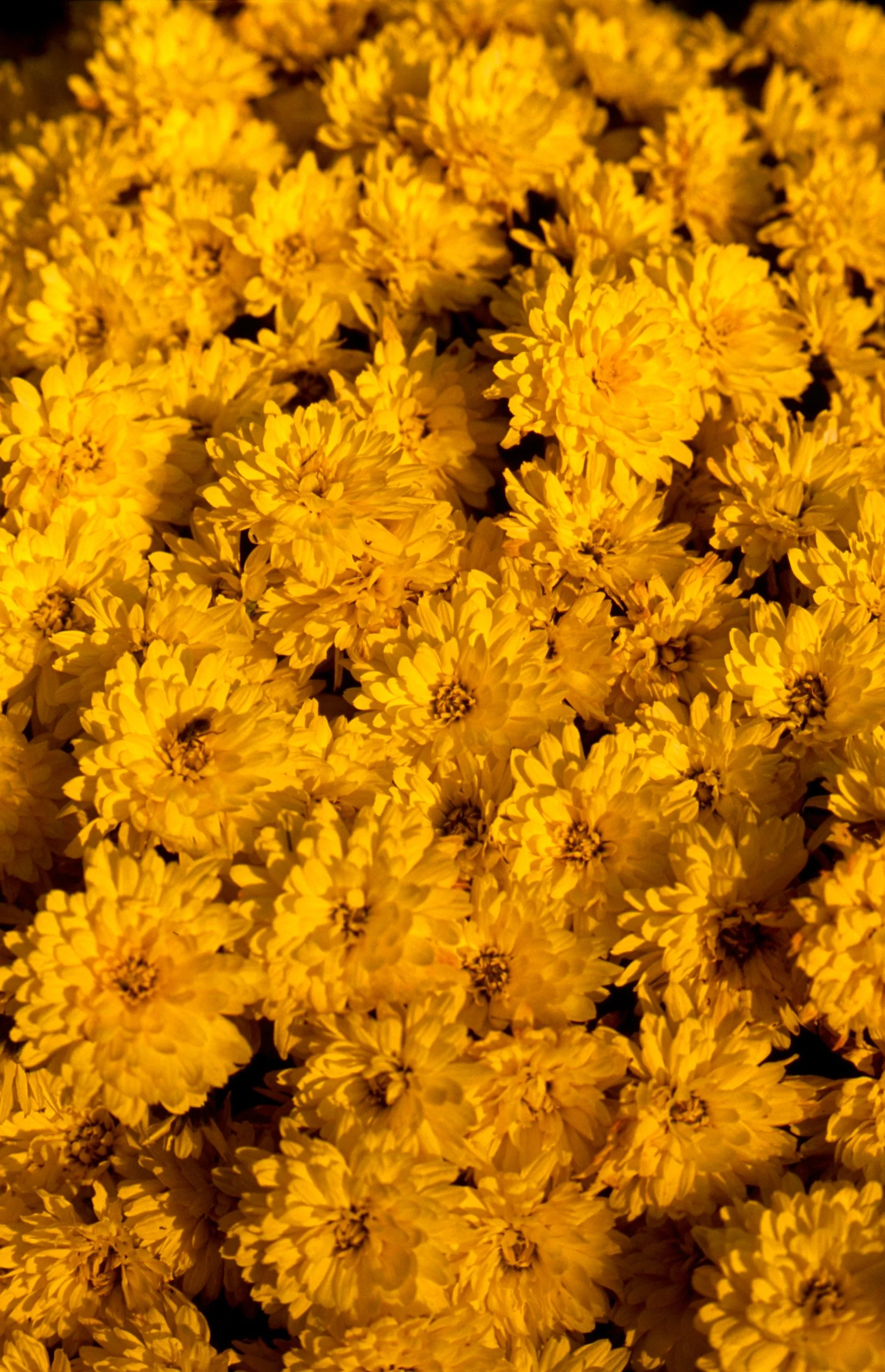 c10s_p100f_dc_024.jpg
