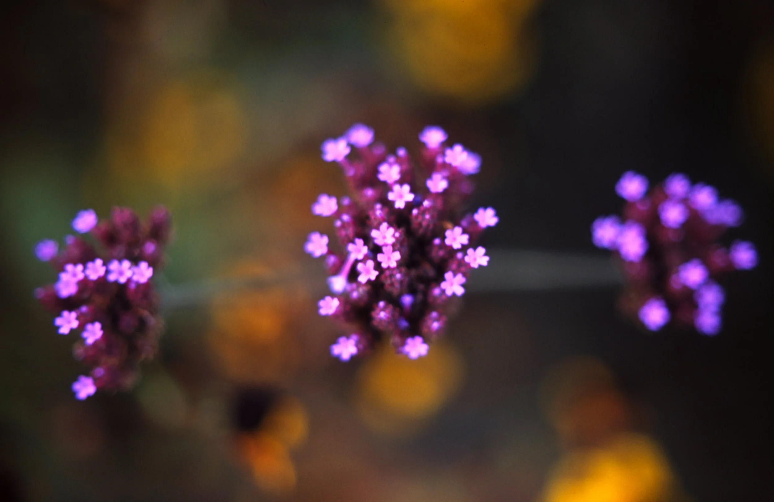 c10s_p100f_dc_027.jpg