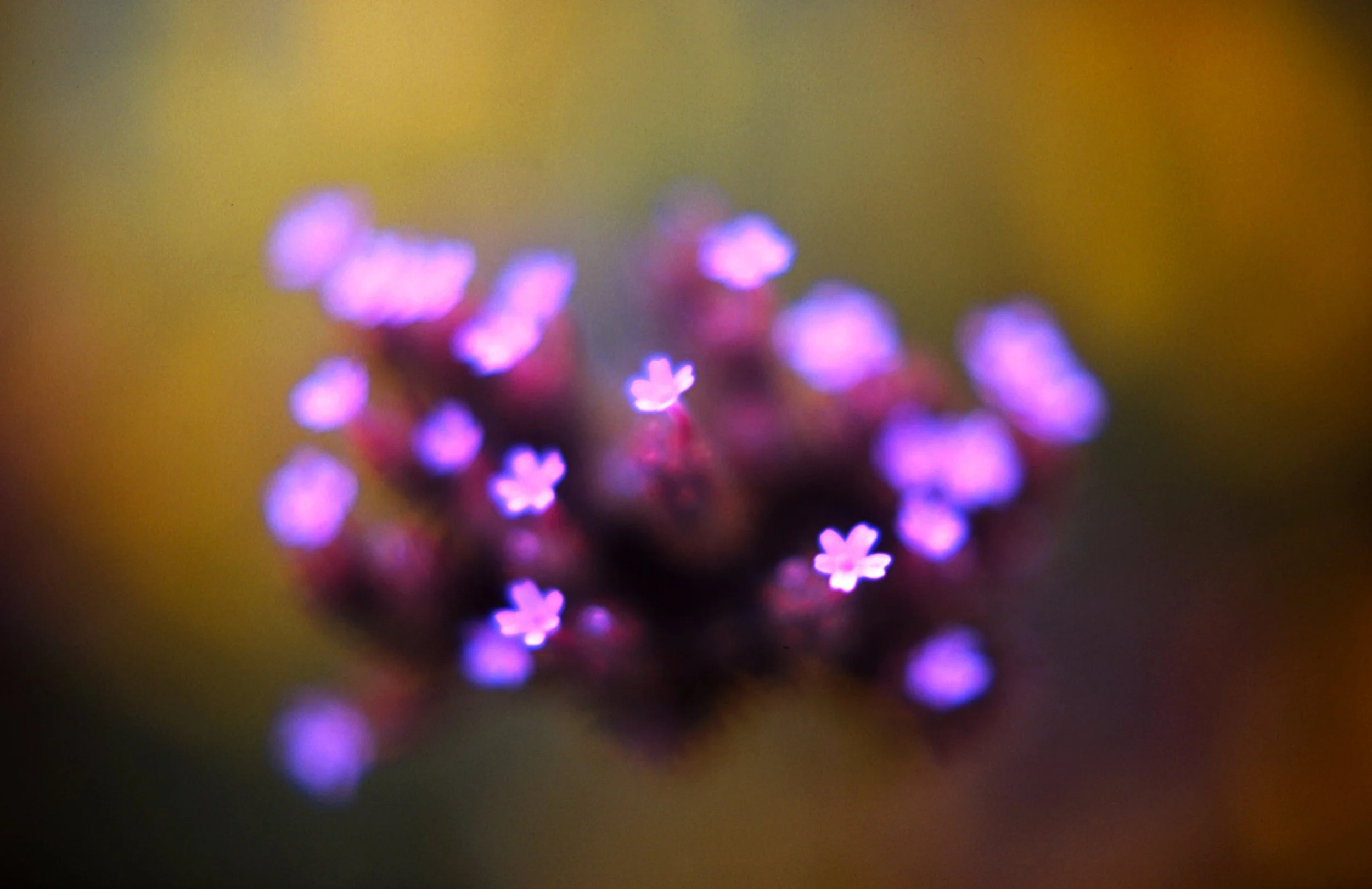 c10s_p100f_dc_028.jpg