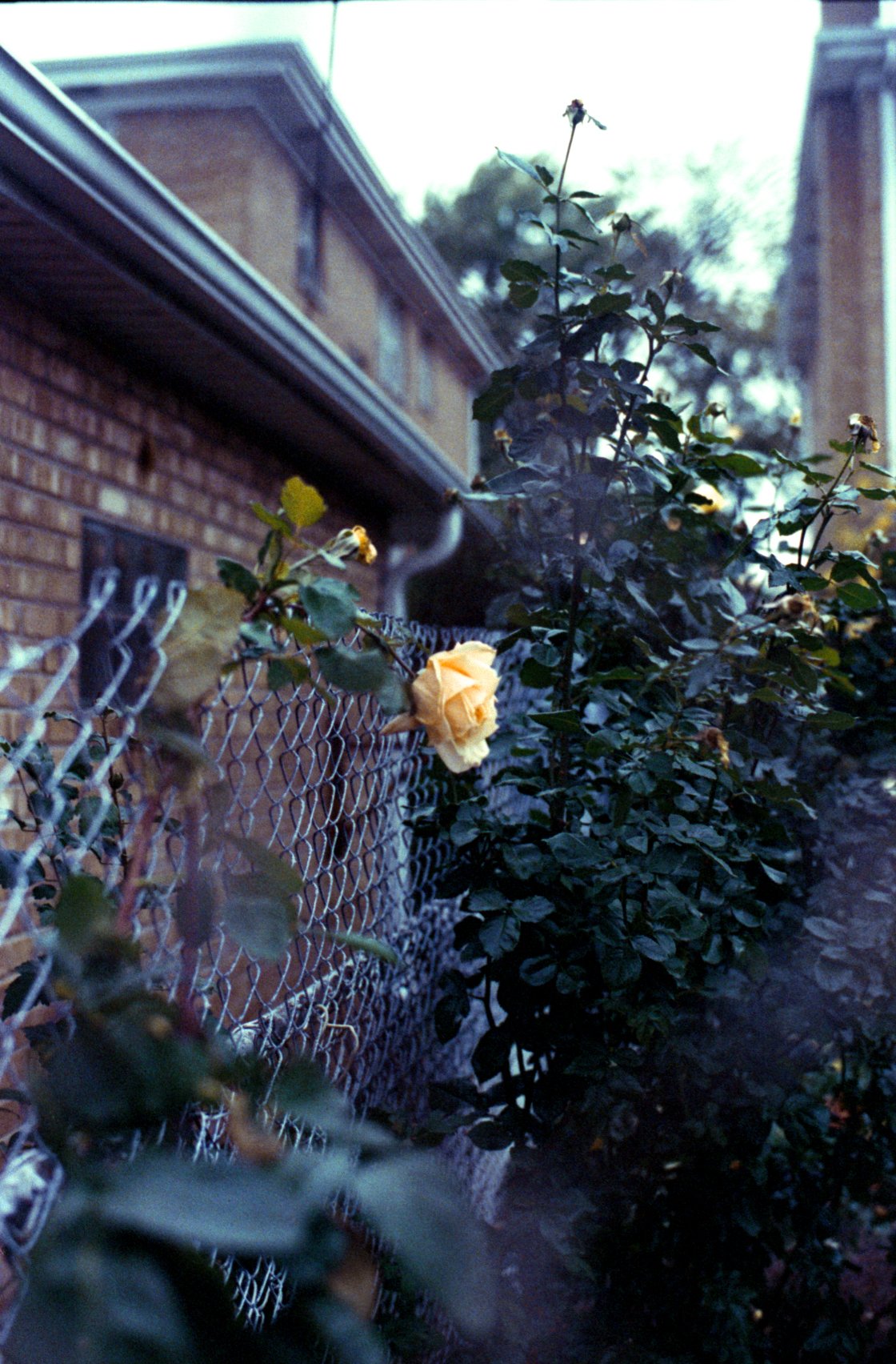 c10s_kd8-1600_023.jpg