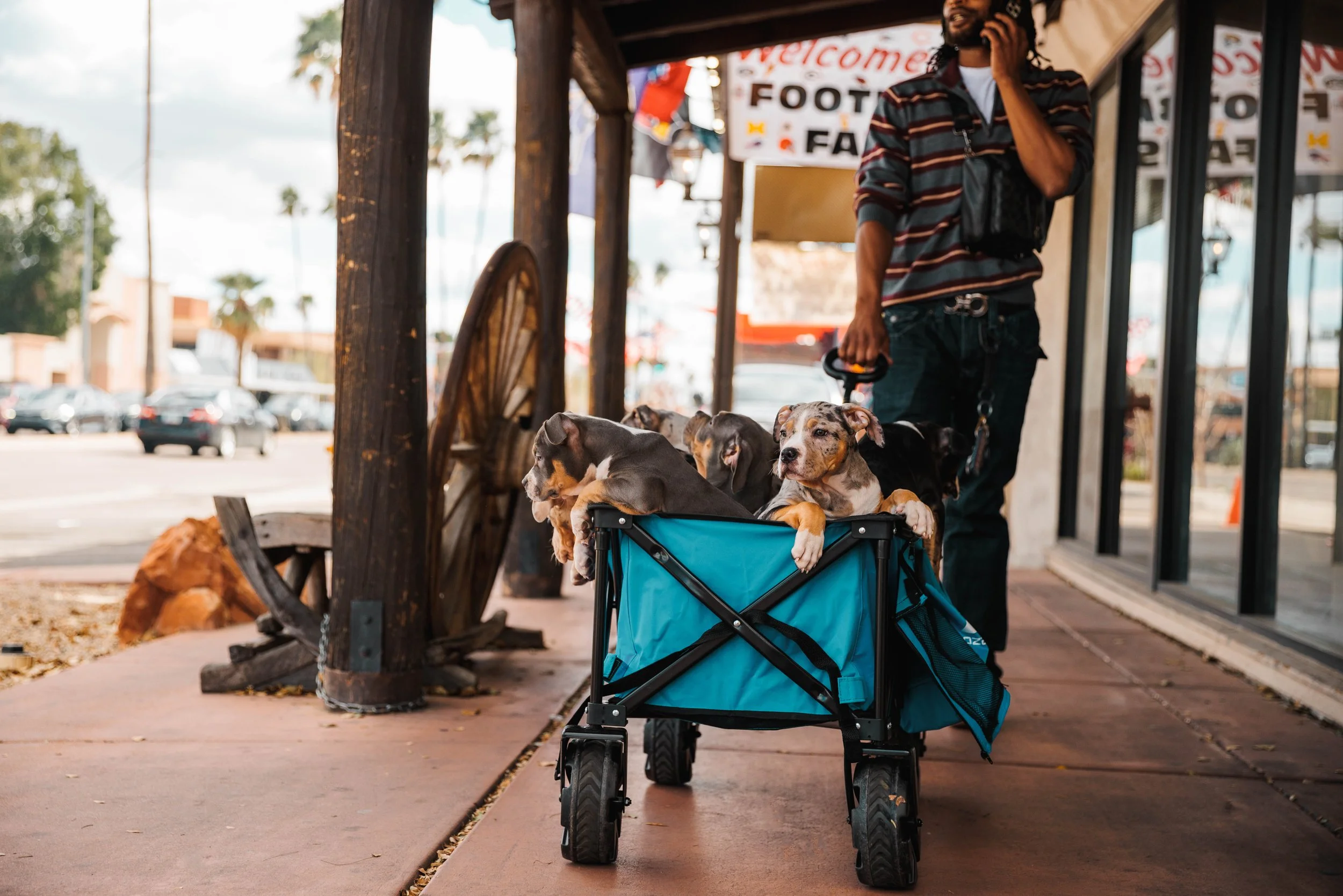 Street Photography | Puppy Cart Up For Adoption | Phoenix, AZ