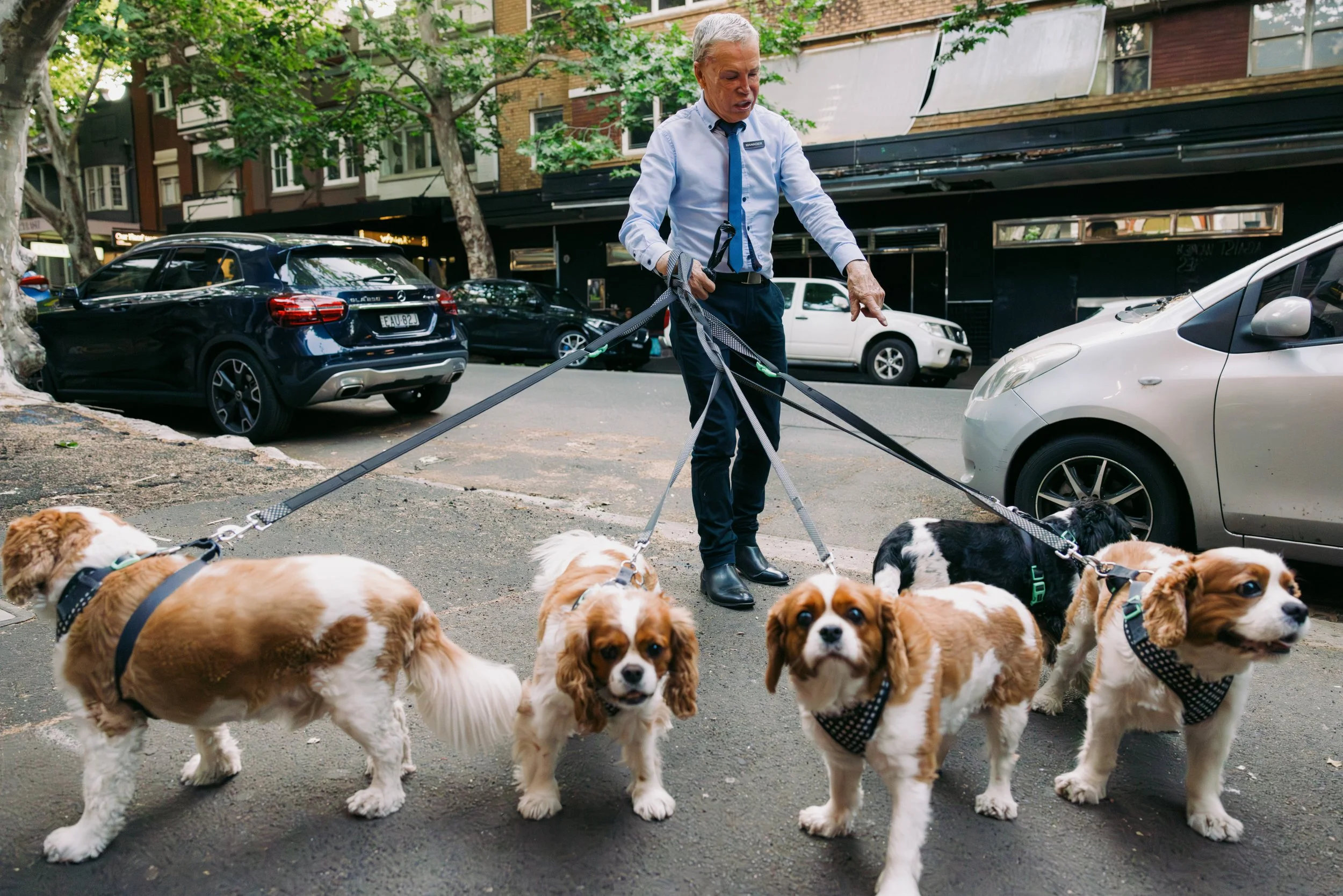 Street Photography | Five Dogs | Sydney, Australia