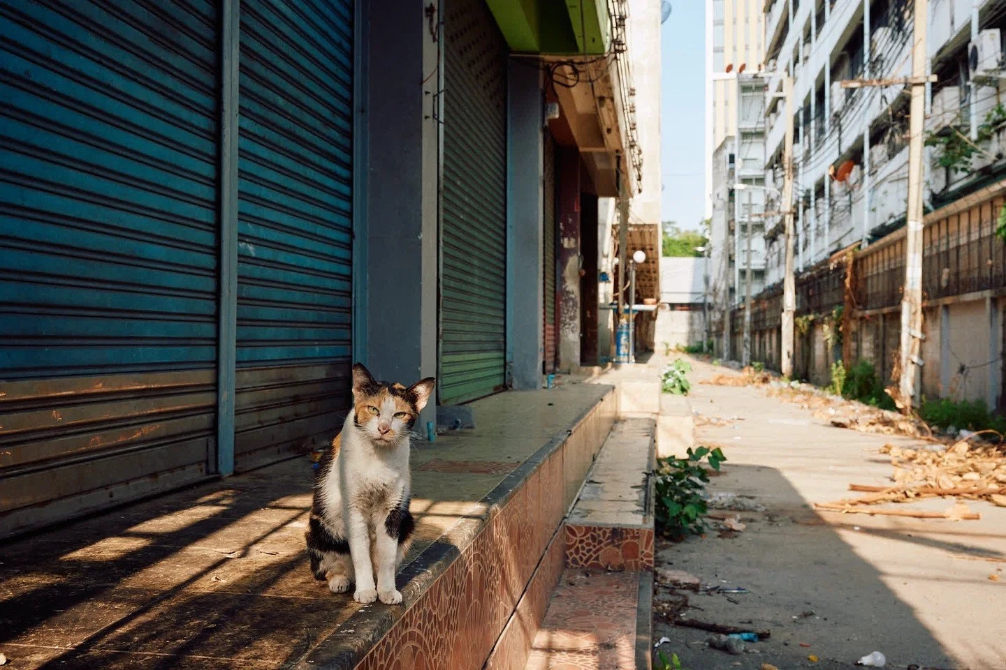 Cats of Bangkok

From when I lived in Bangkok in 2017 to visiting again in 2024, it felt like cats had taken over the city. Well fed by the day's end scraps from food vendors, street kitties now flourish and take over otherwise abandoned sections of 