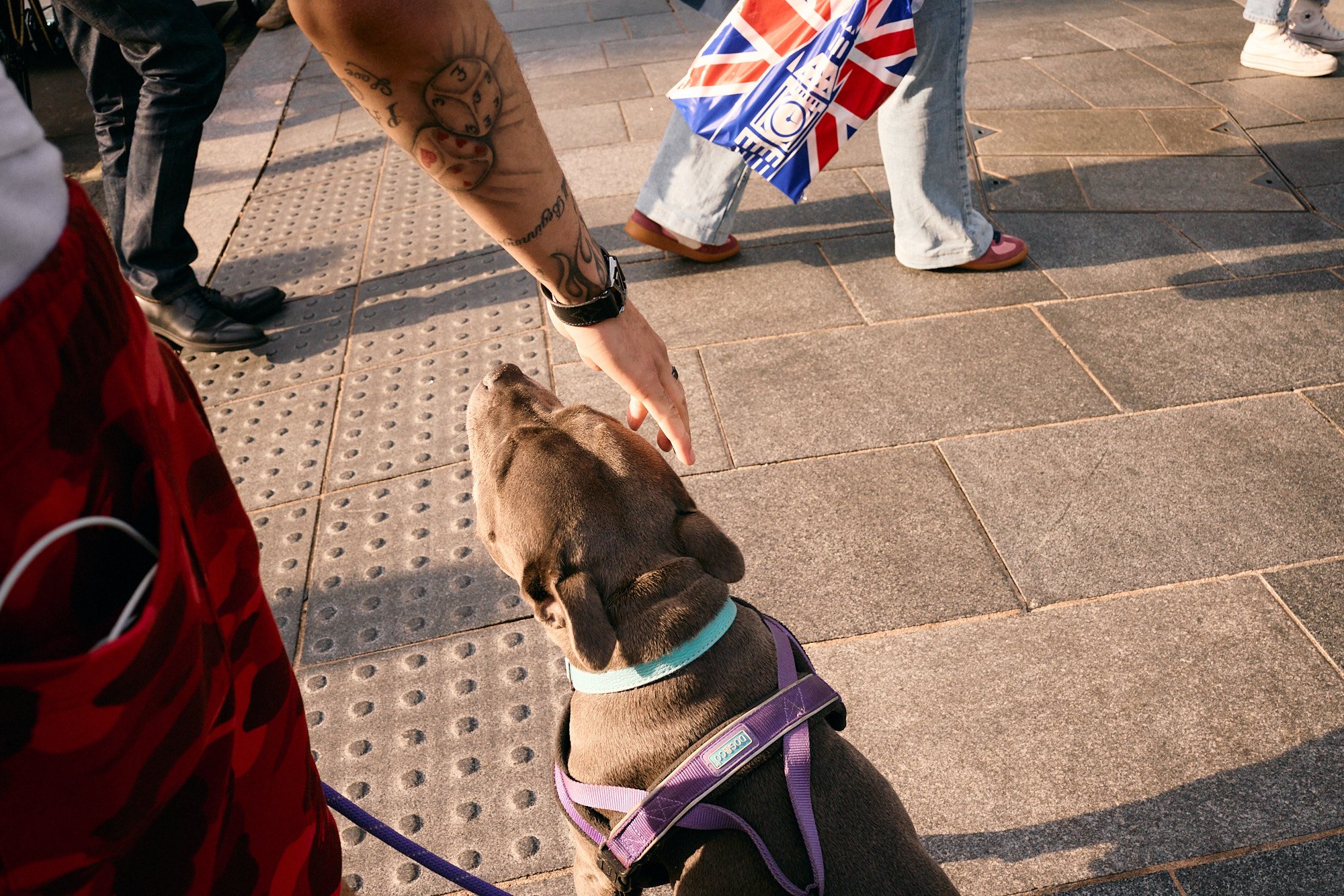 Steet Photography London | Close-up Pets