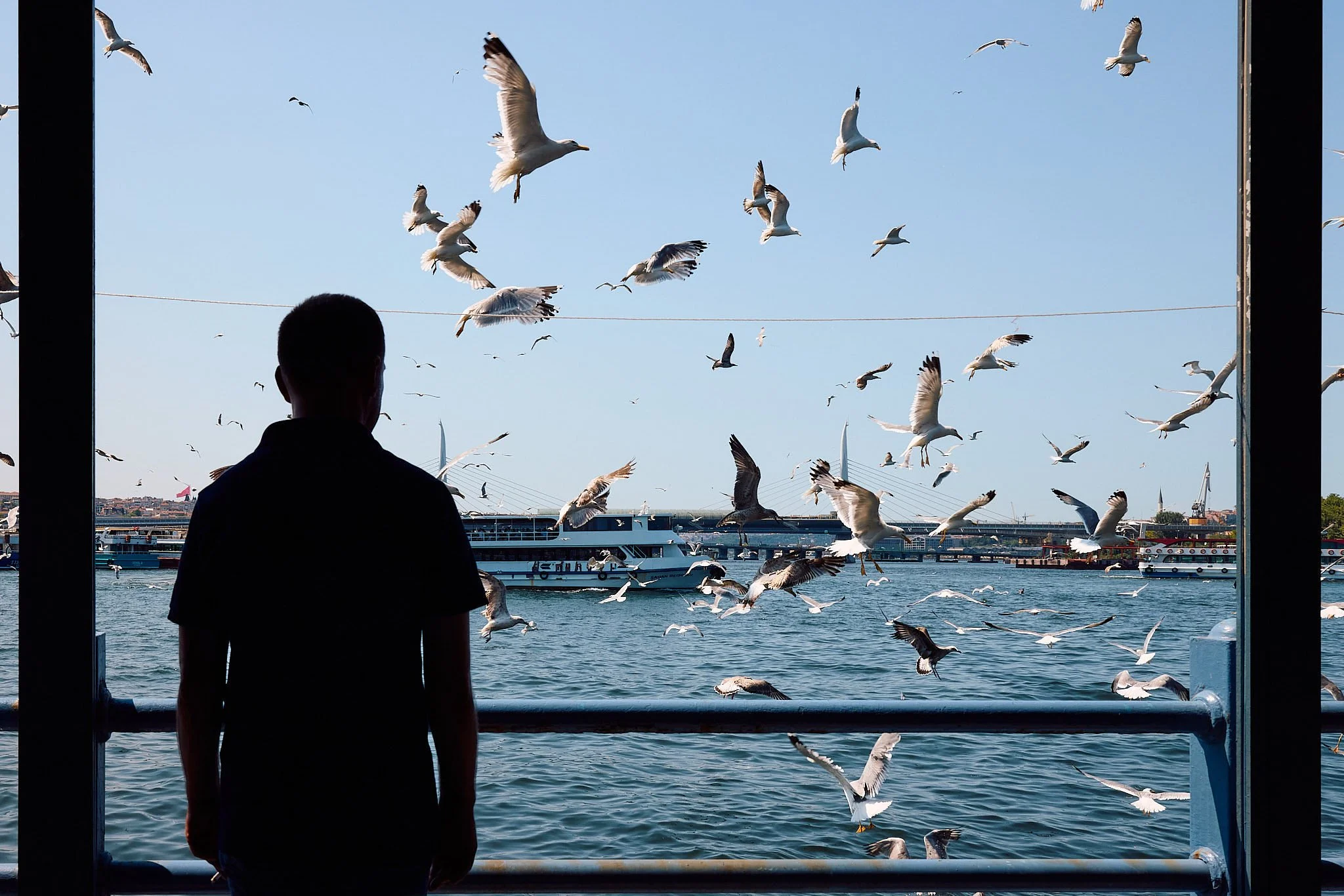 Street Photography | Flock of Seagulls | Istanbul, Turkey