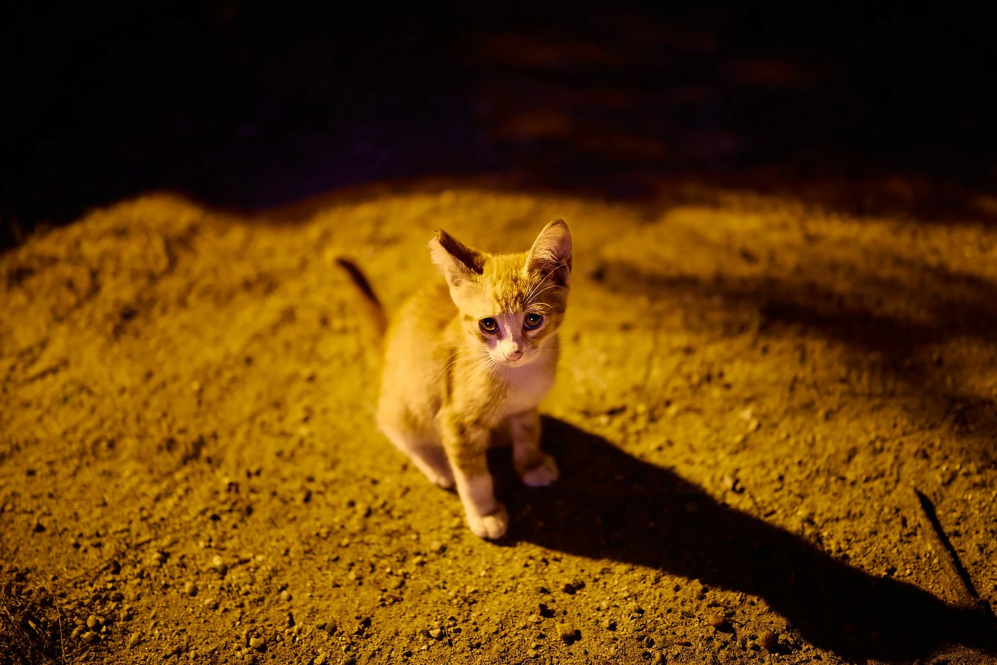 Street Photography: Travel | Twilight Kitten | Istanbul, Turkey