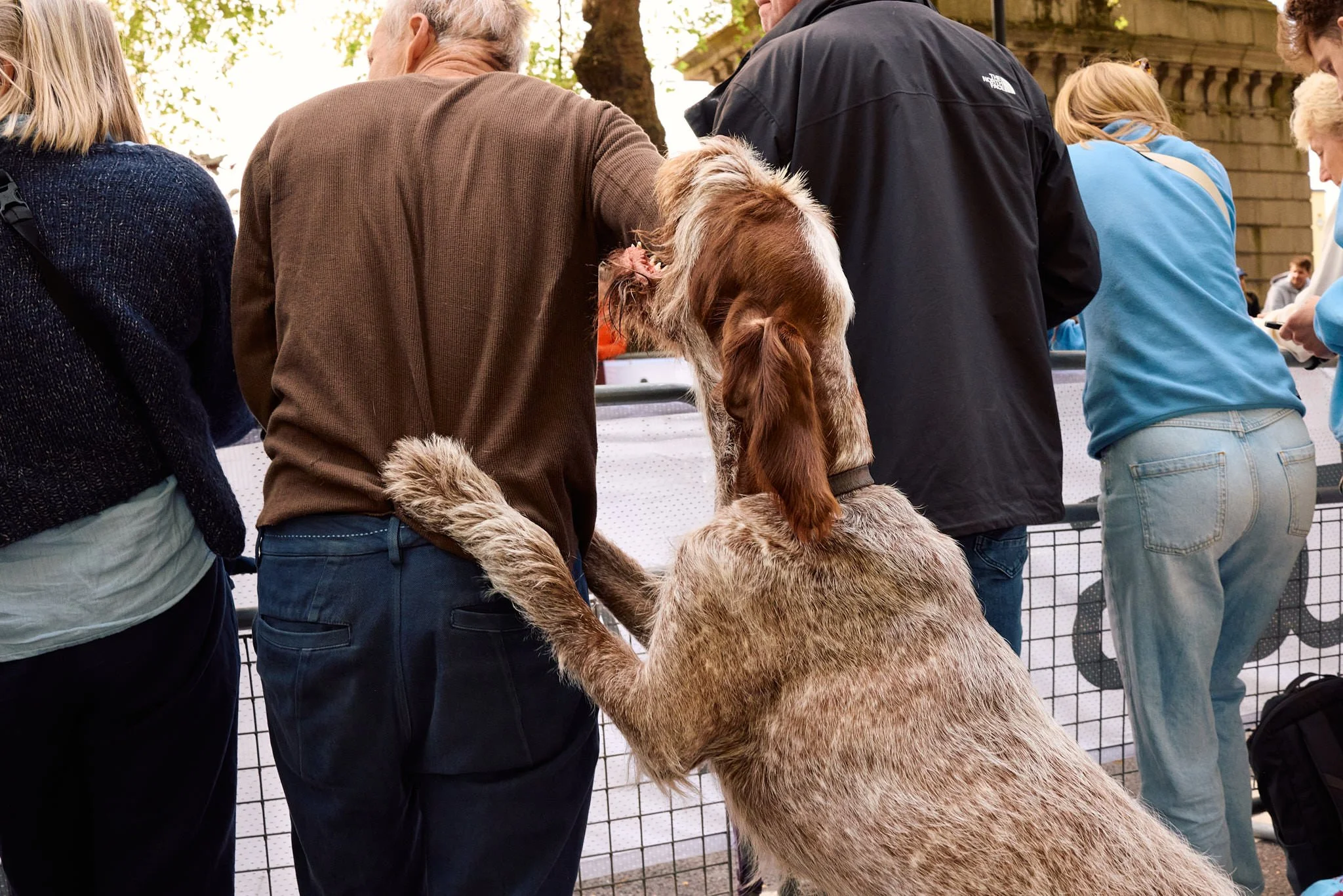London Marathon | Dog Peering Over the Barrier
