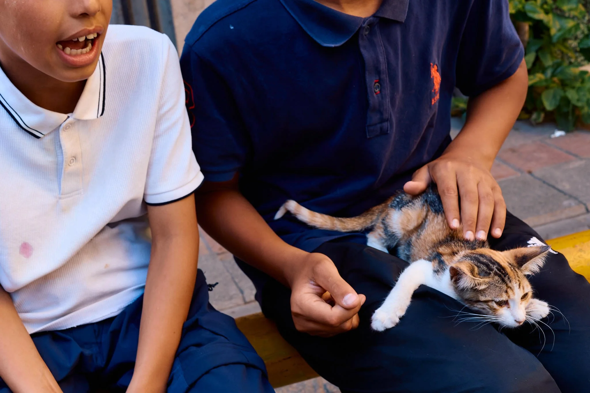 Istanbul Street Cats | Kitten Asleep on a Boy’s Lap