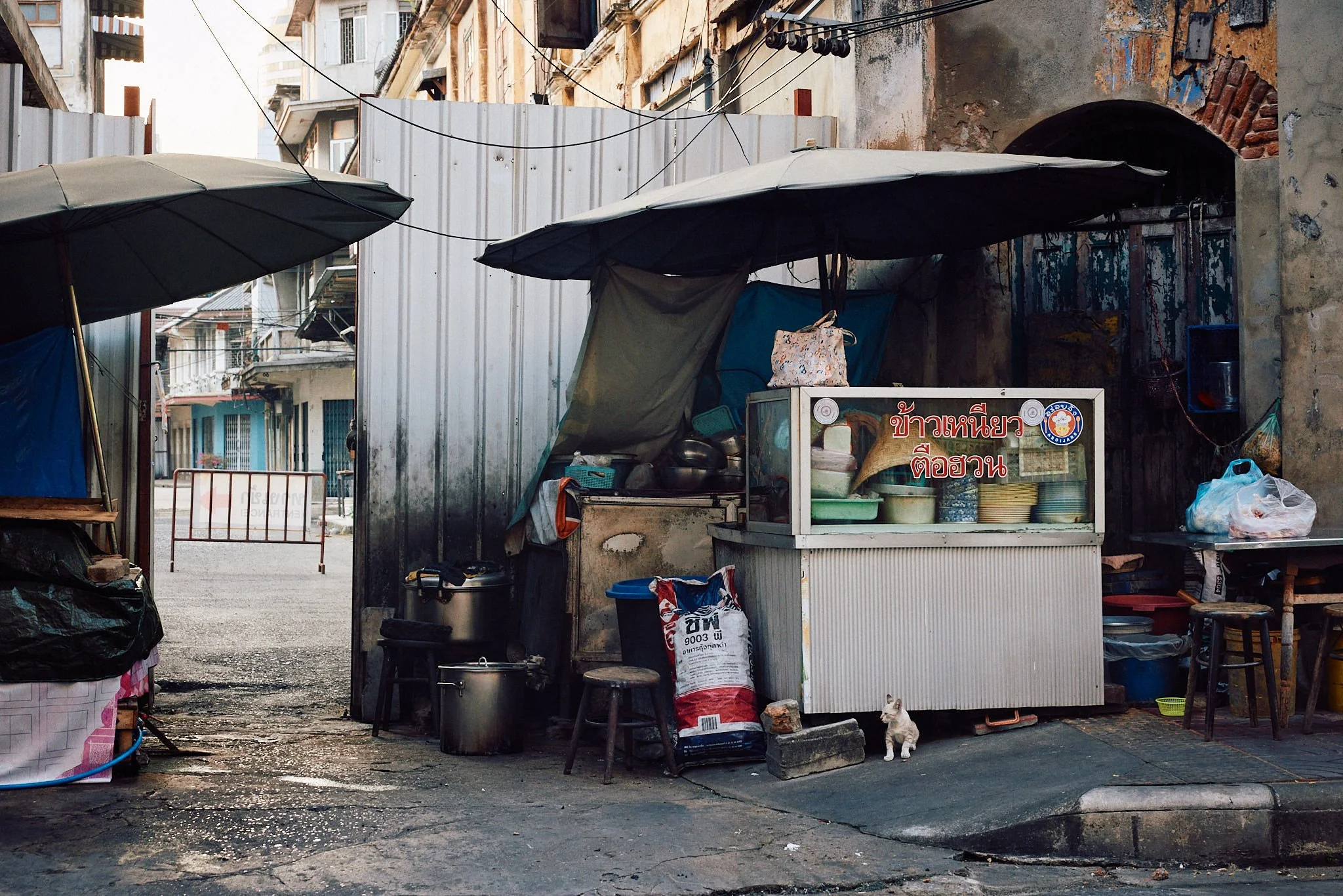 Street Cats of Bangkok | Kitten by a Food Stall