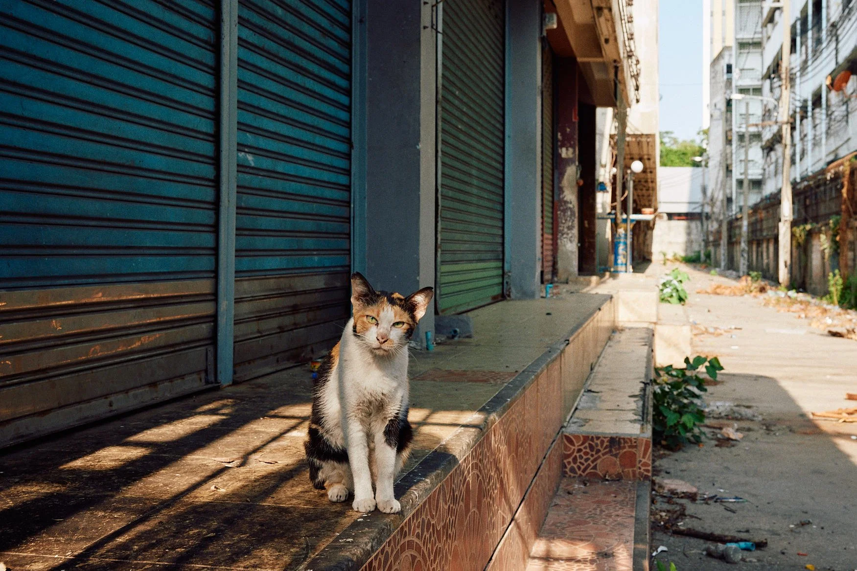 Travel Street Photography | Calico Cat on a Bangkok Shopfront