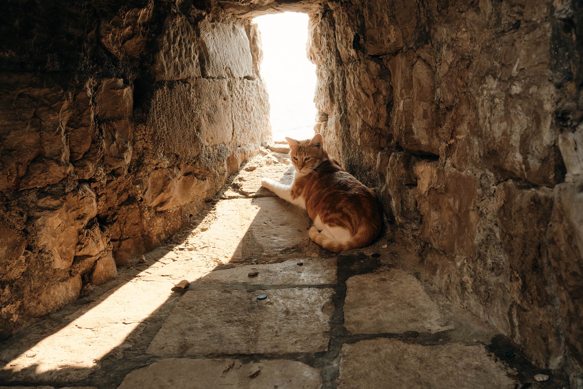 Street Cats of Korčula | Ginger Cat in a Stone Passage