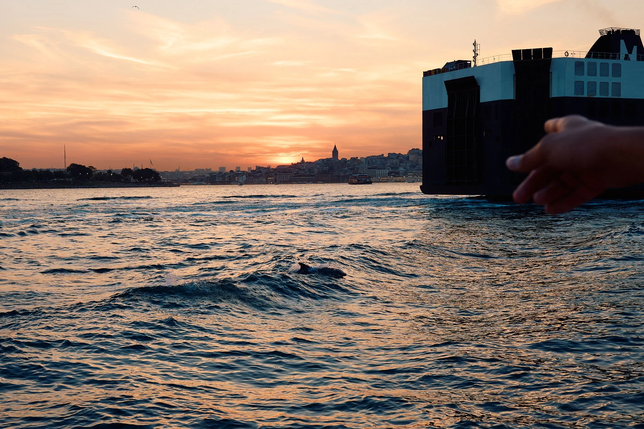 Bosphorus Street Photography | Dolphin at Sunset