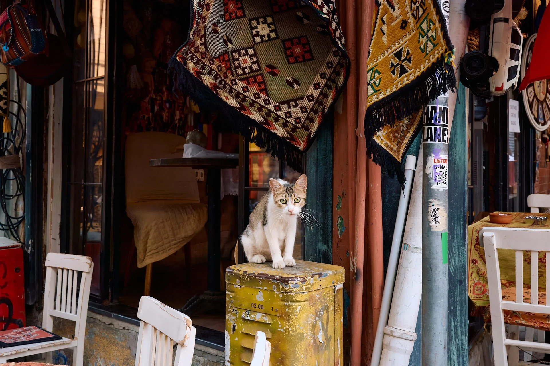Kadıköy Street Cats | Guarding the Rug Shop