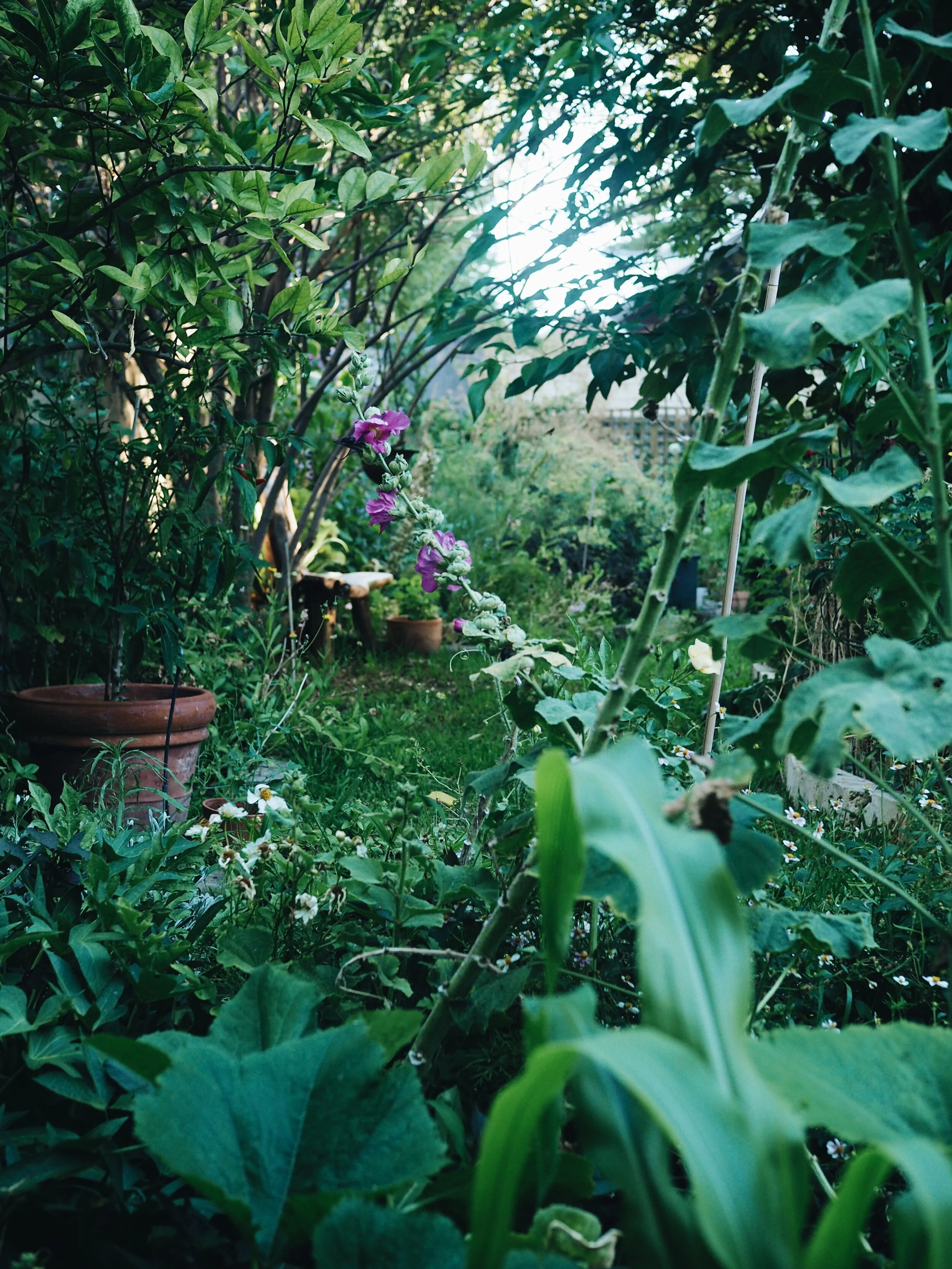 7 Tips for a Garden that Survives Heatwaves