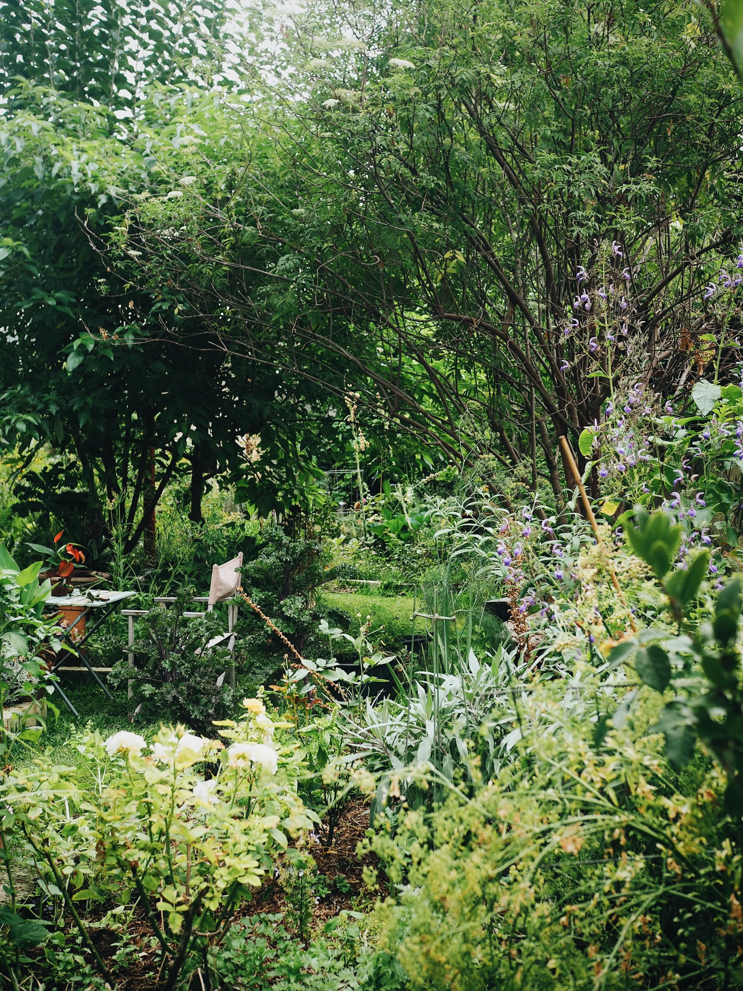 Why Every Garden Needs Trees