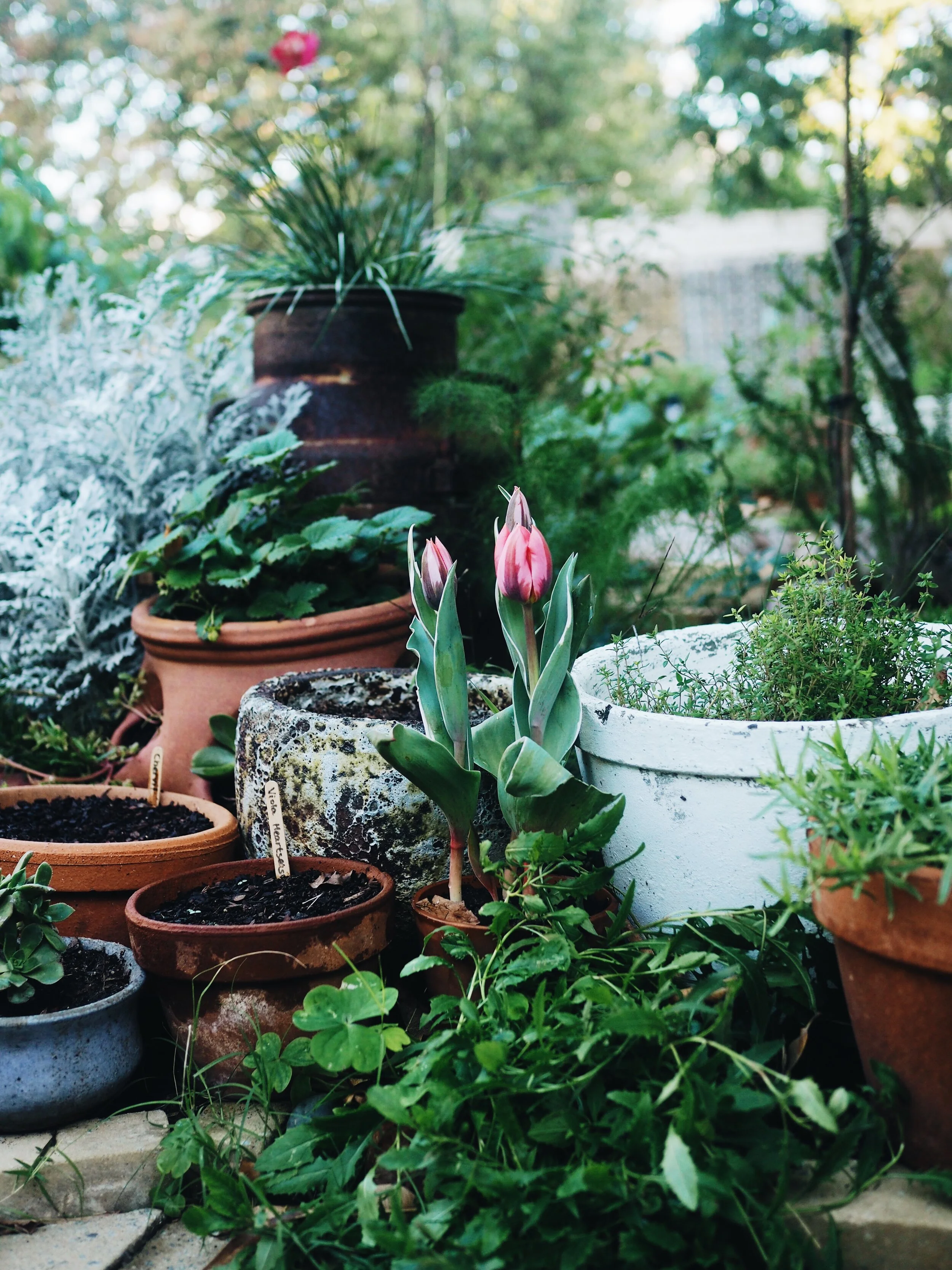 An Autumn Review for your Garden