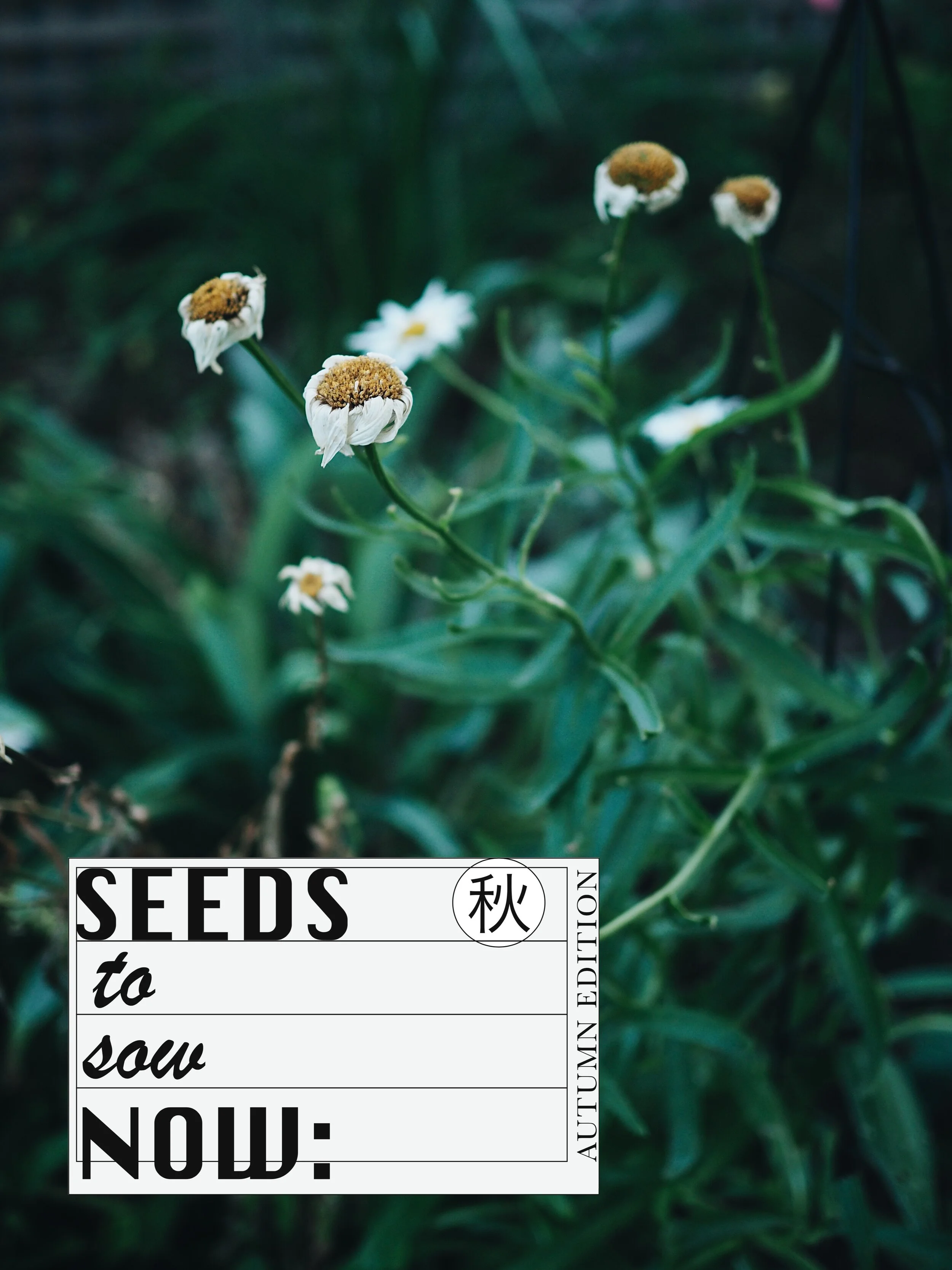 Seeds to Sow Now: Autumn Edition
