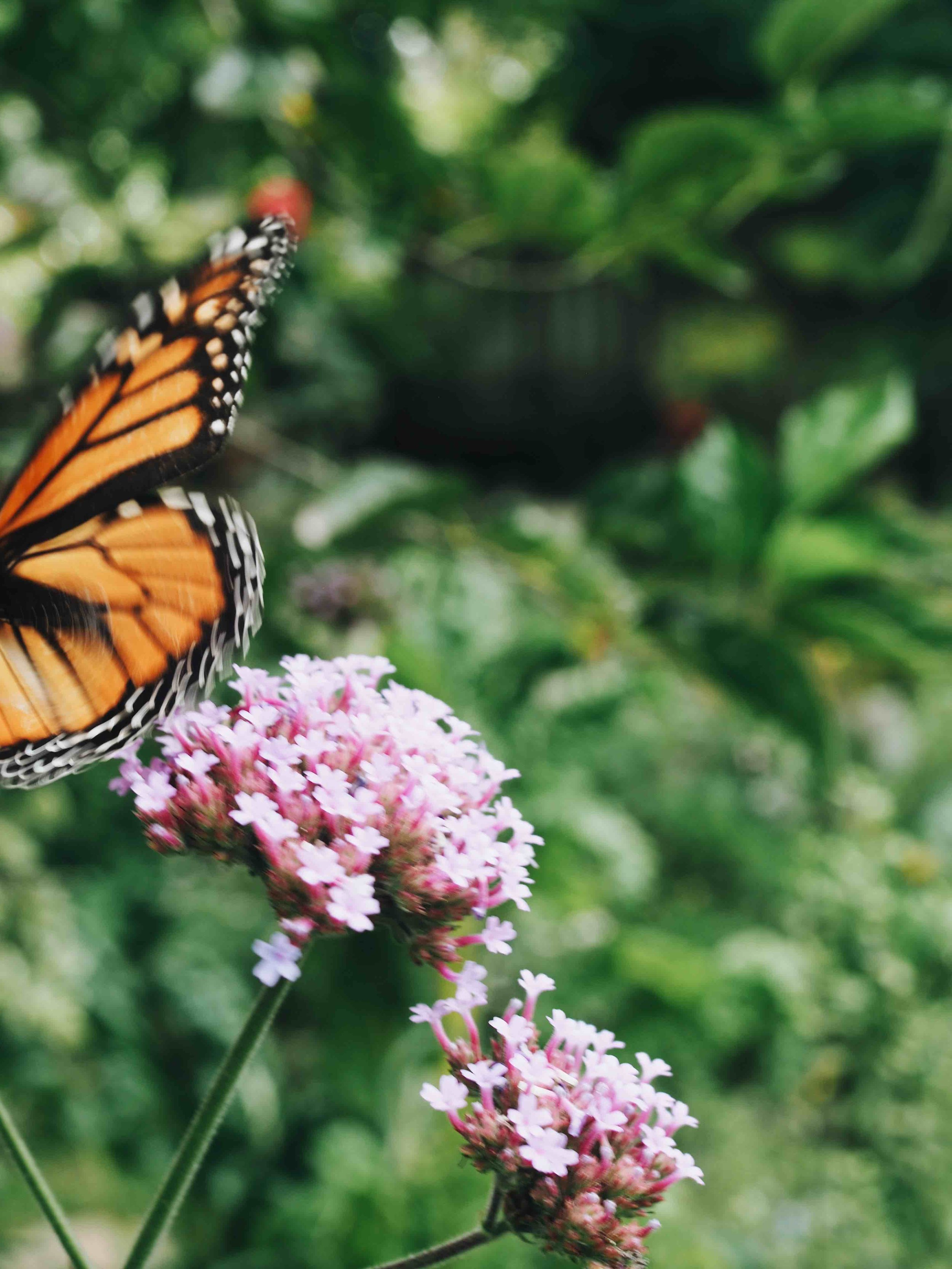 Casey Lister | Butterfly on Verbena Bonariensis.jpg