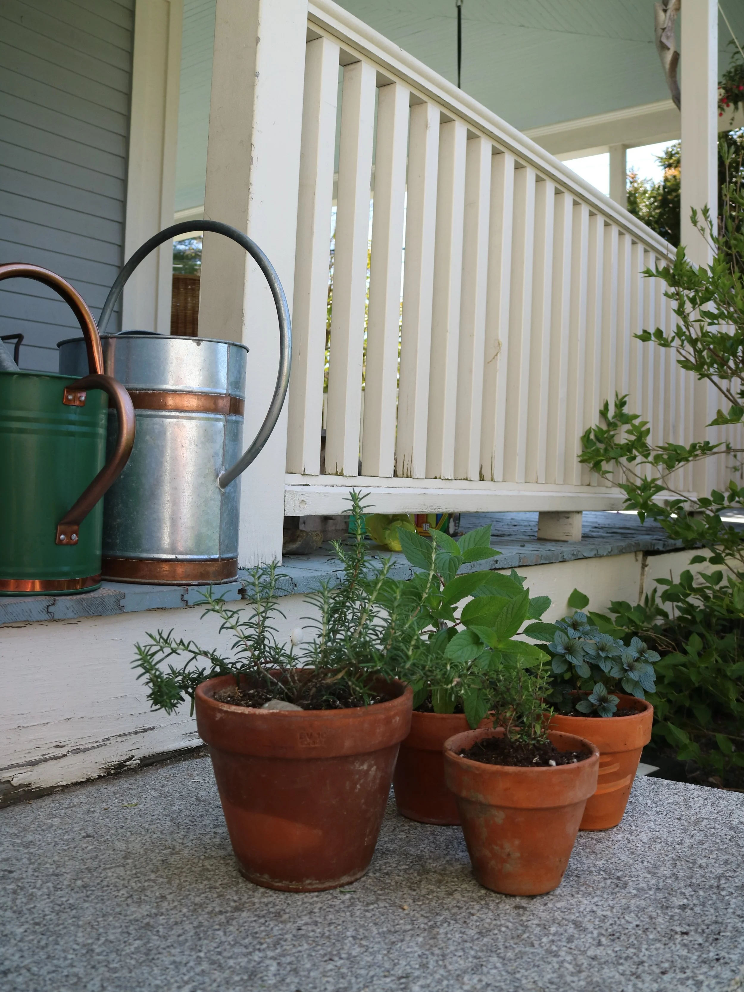 Top Tips for Growing Cut Flowers in Containers