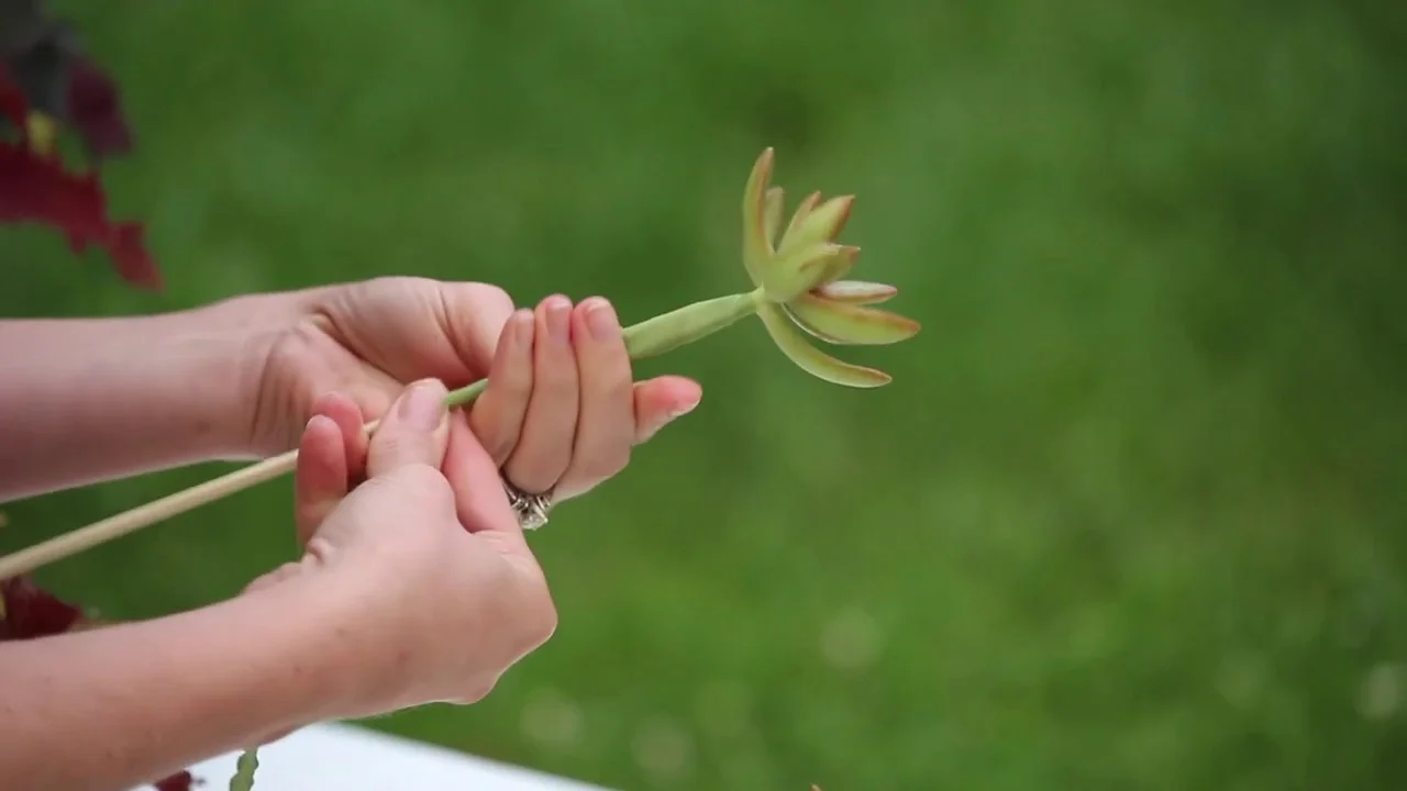 Video: How to Use Succulents in Floral Arrangements