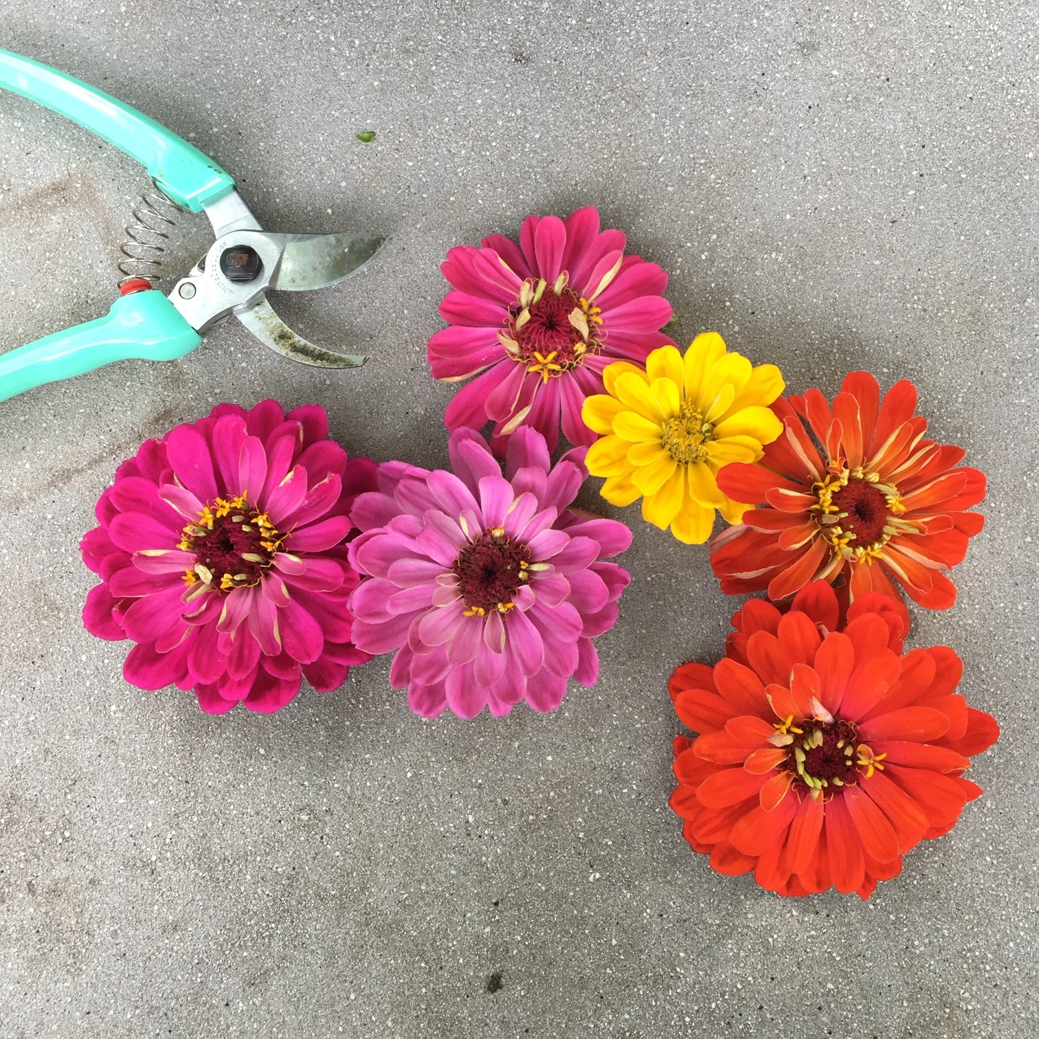 Starting Small With Growing Flowers Makes All The Difference