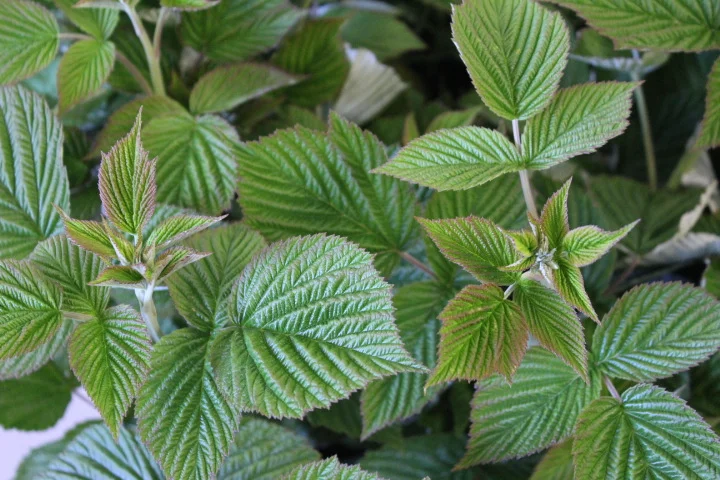 How & why to grow raspberry for foliage