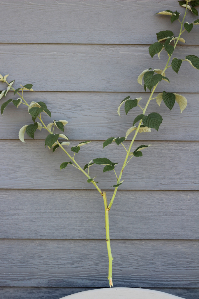 Here is an example of the cut-and-come-again feature. The main stem was clipped, so it then sent up two more very useable nice stems to cut from again.