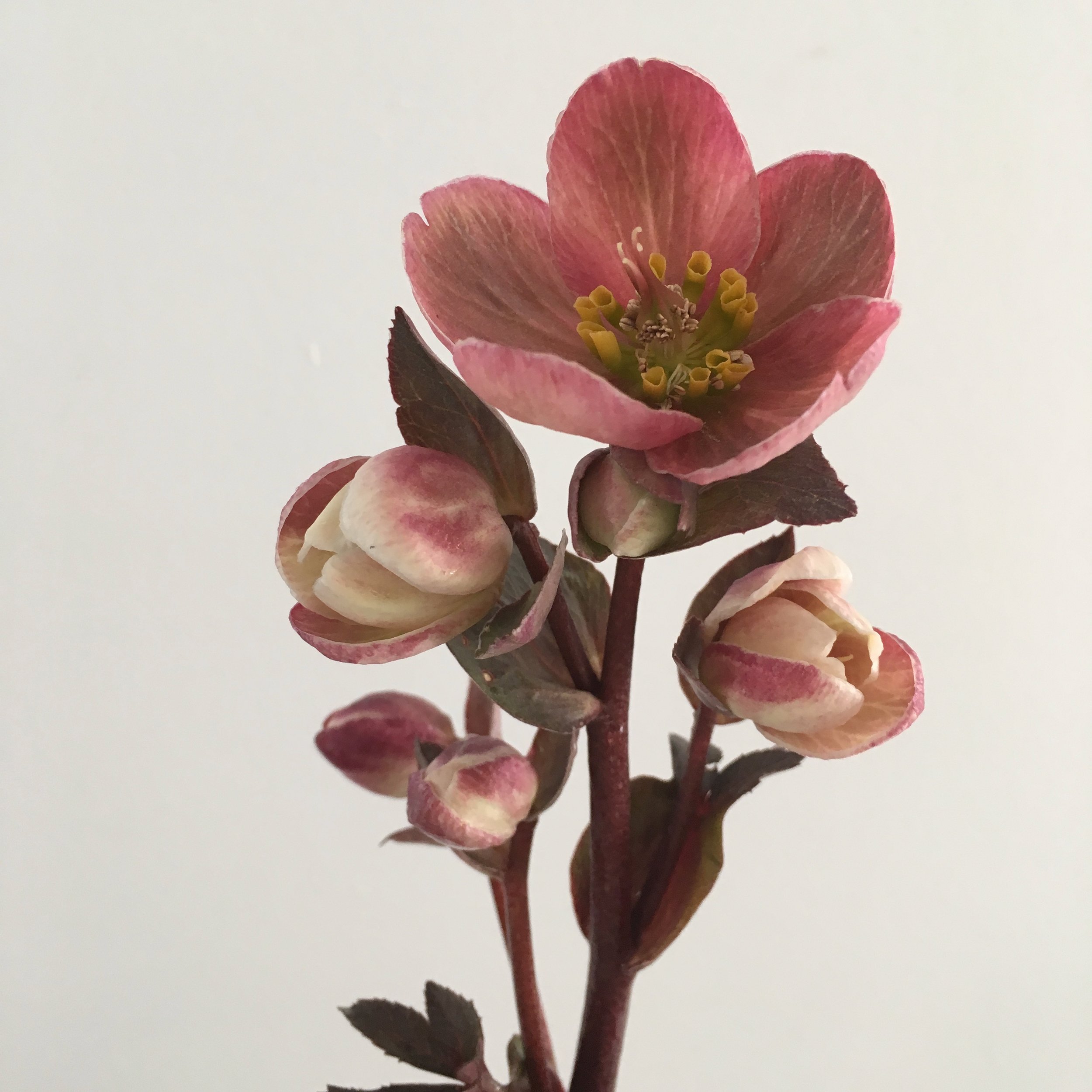 Video: How to Grow, Hydrate, and Hold Hellebores as Cut Flowers