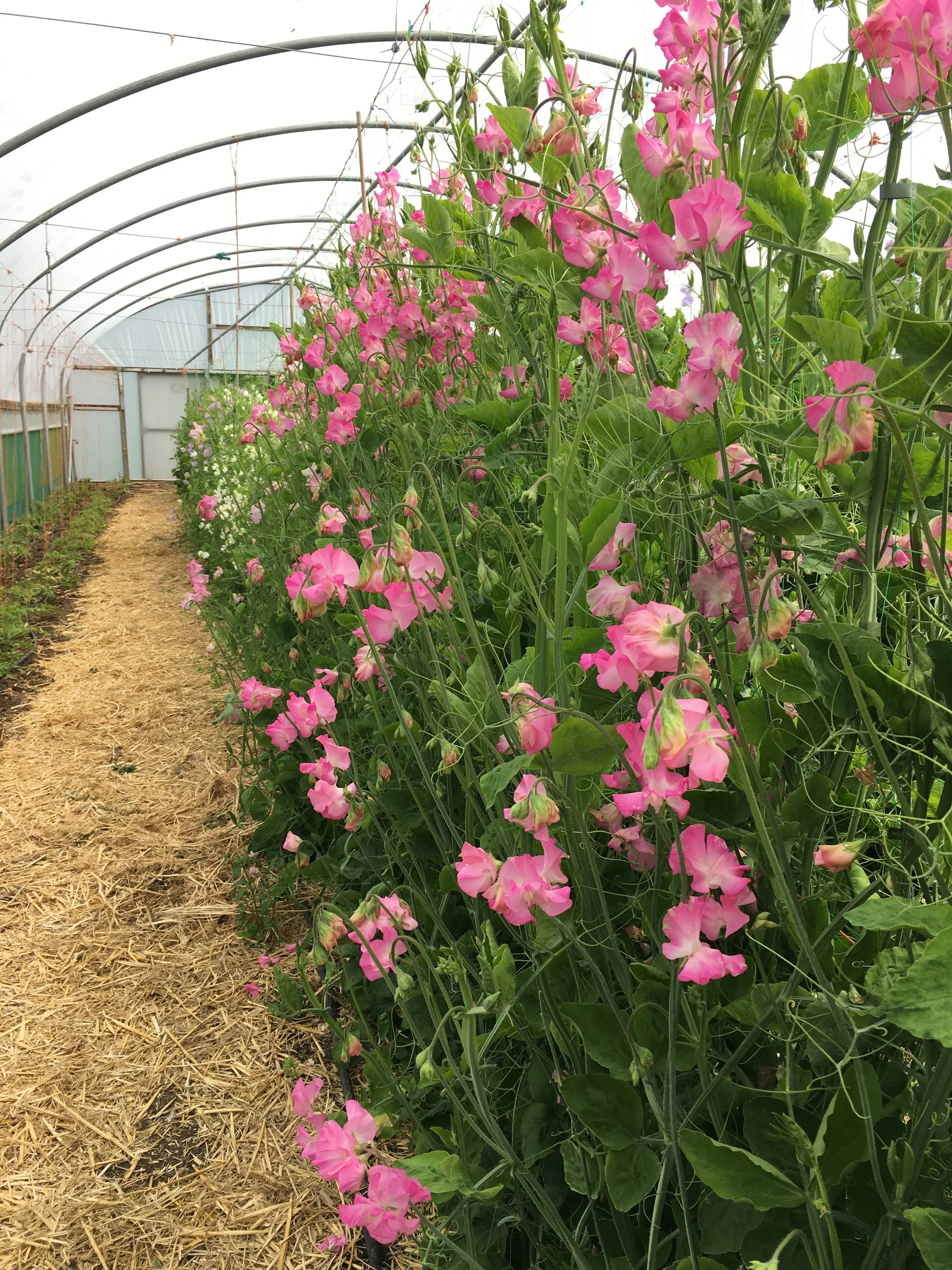 British Flowers Week.jpg