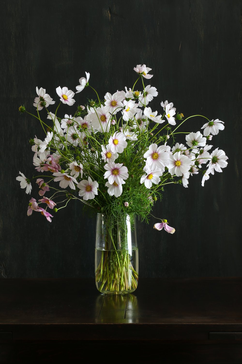 Why You Should Grow Cosmos Flowers