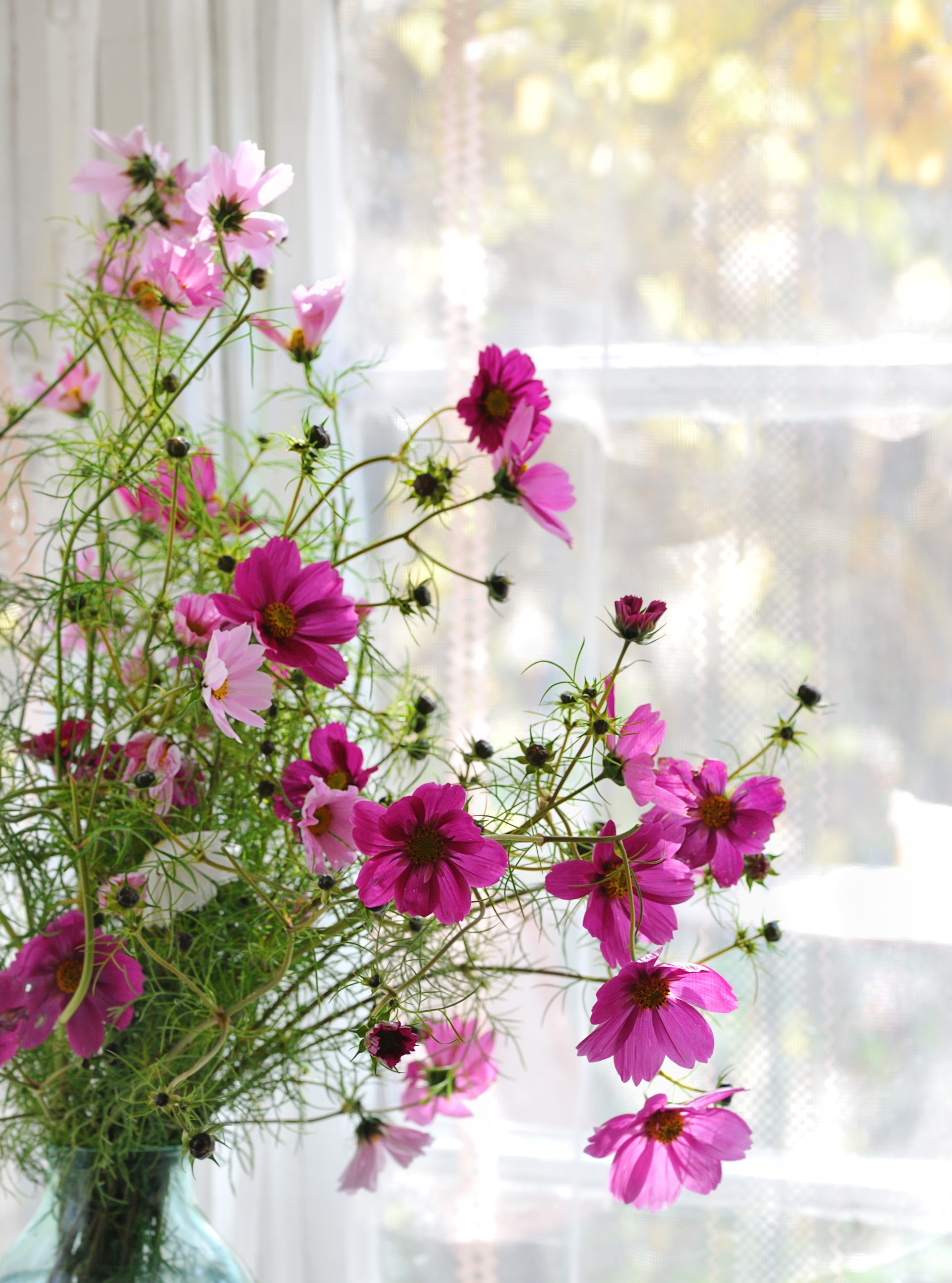 Why You Should Grow Cosmos Flowers