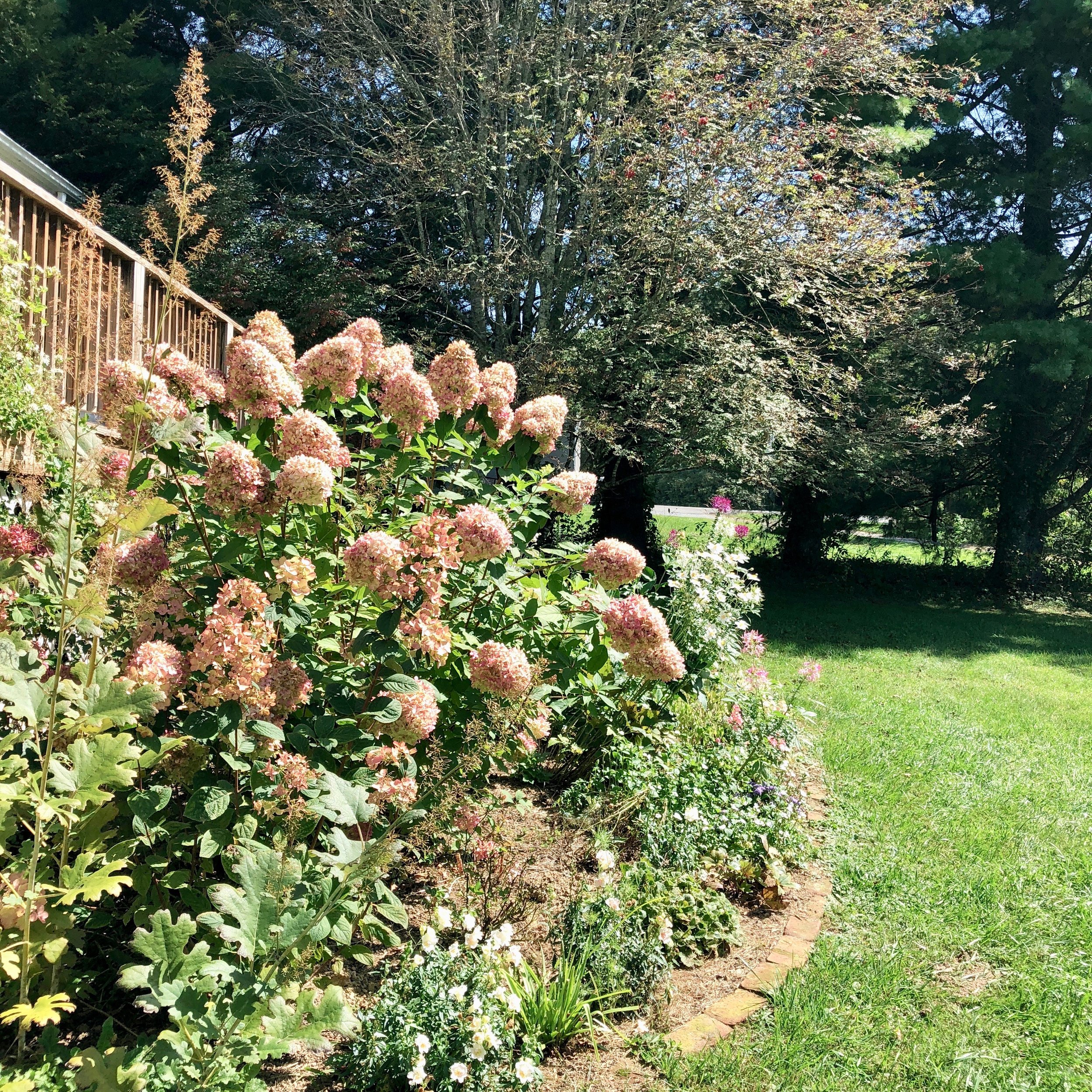 Video How To Prune A Limelight Hydrangea From Team Flower Video How To Prune A Limelight Hydrangea From Team Flower